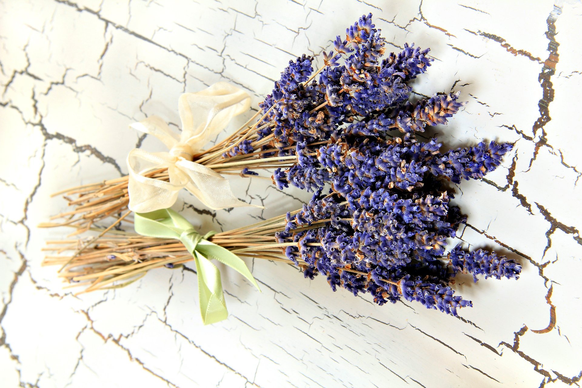 fleurs nature morte lavande