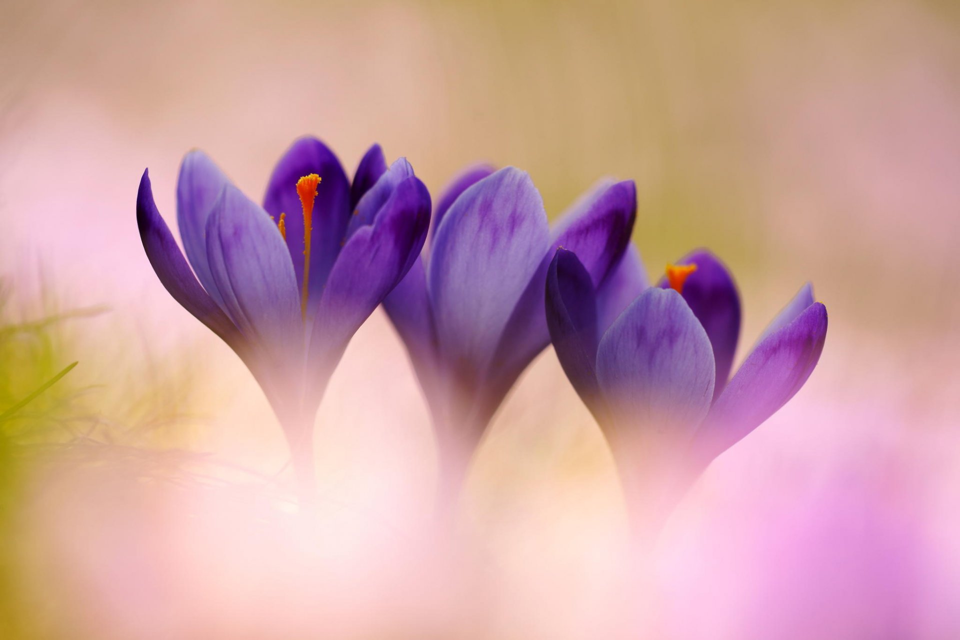 azafrán lila flores macro primavera prímulas