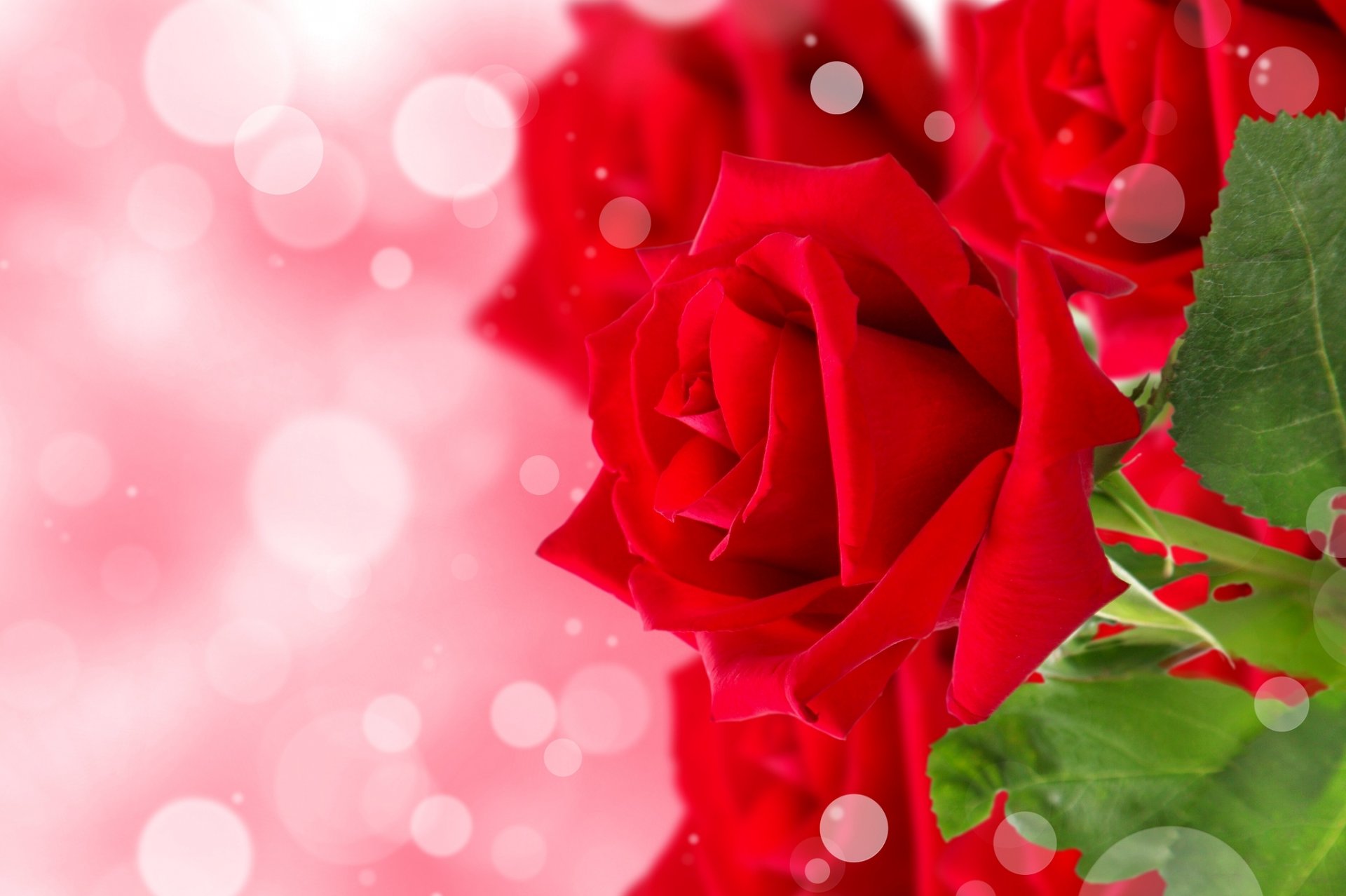 rose boccioli petali luci