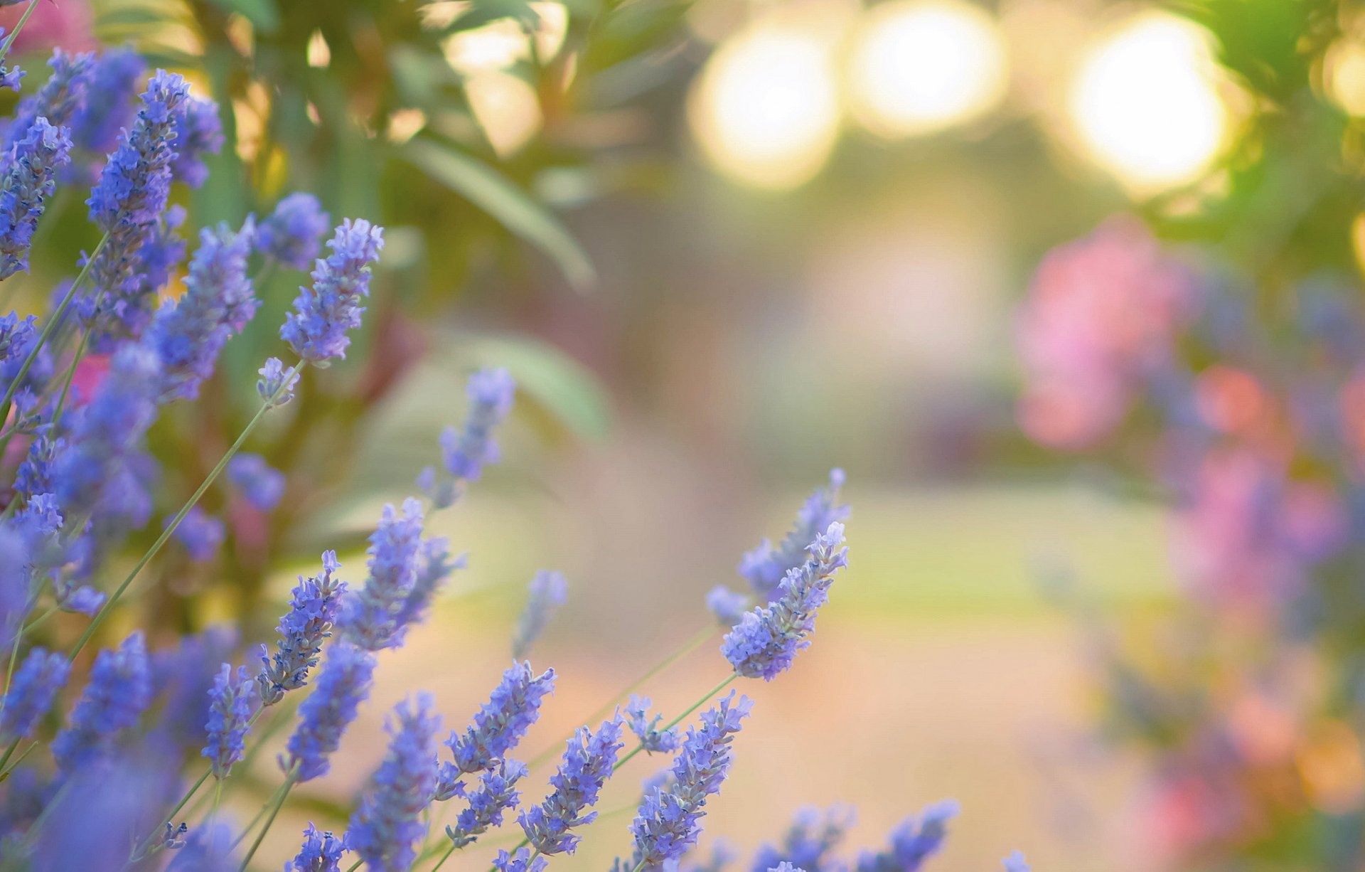 blumen blau lavendel blendung