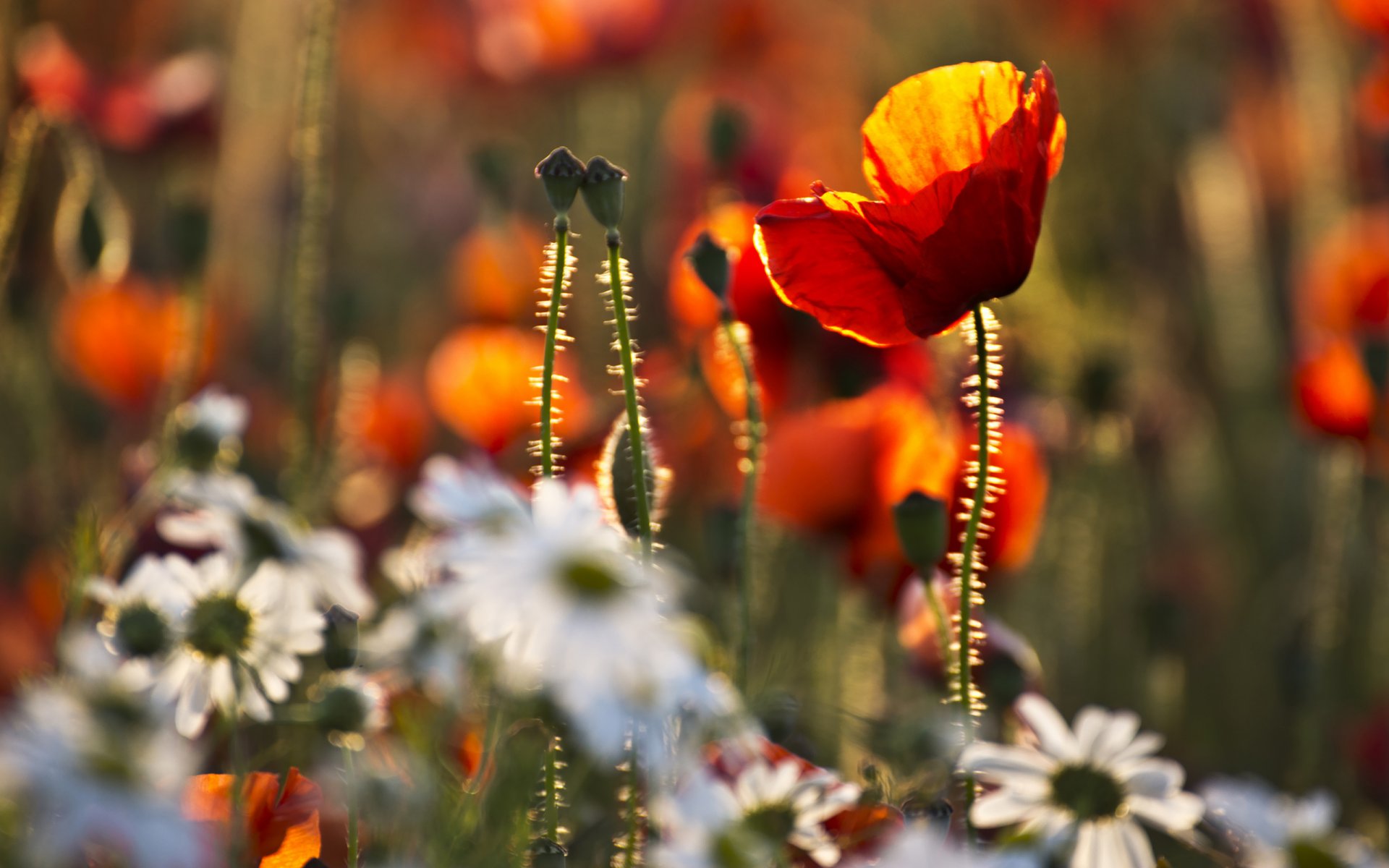 mohn kamille gras
