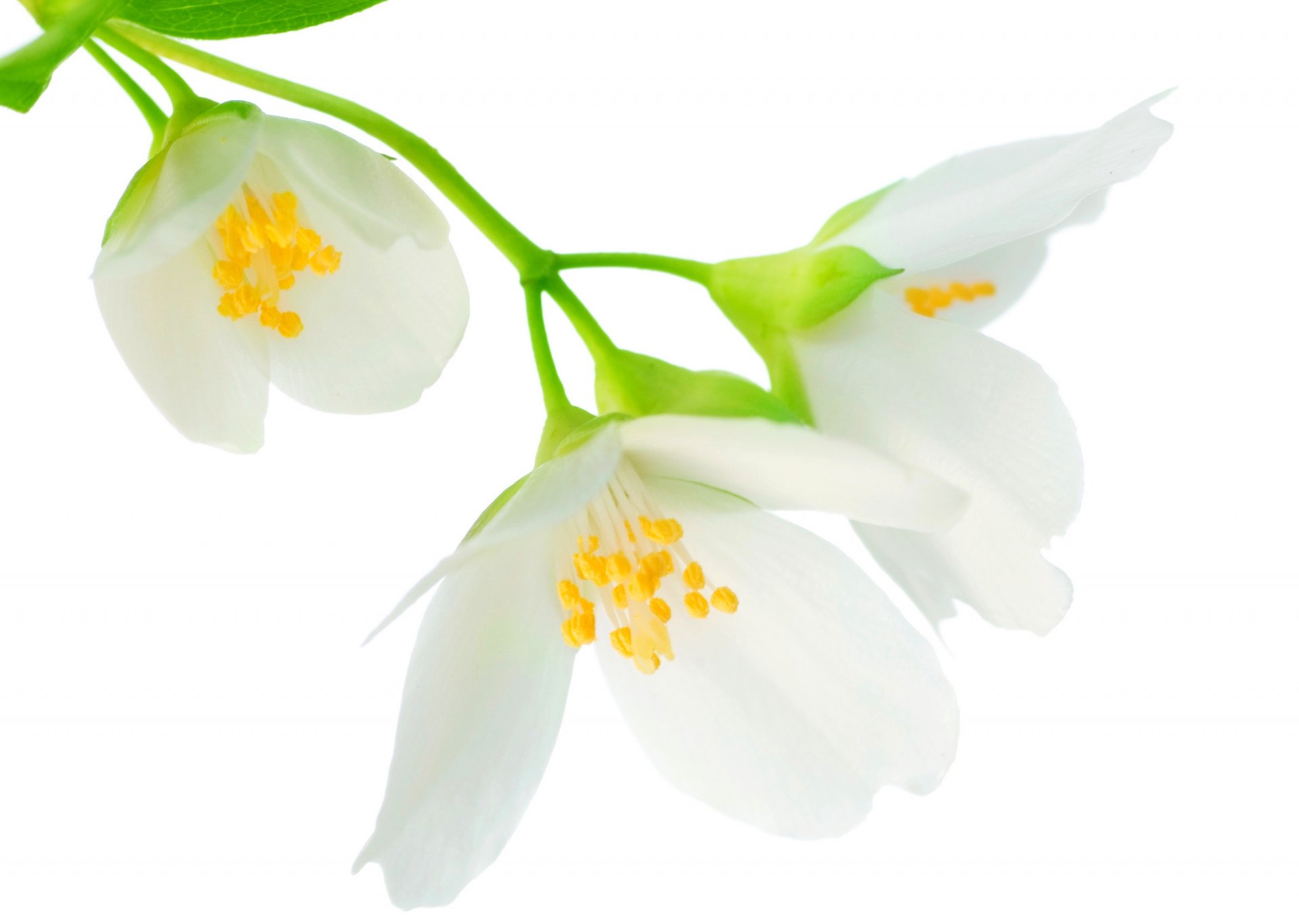 jasmine spirit contest flowers white branch leaves spring freshness beauty gentle mood white branch spring