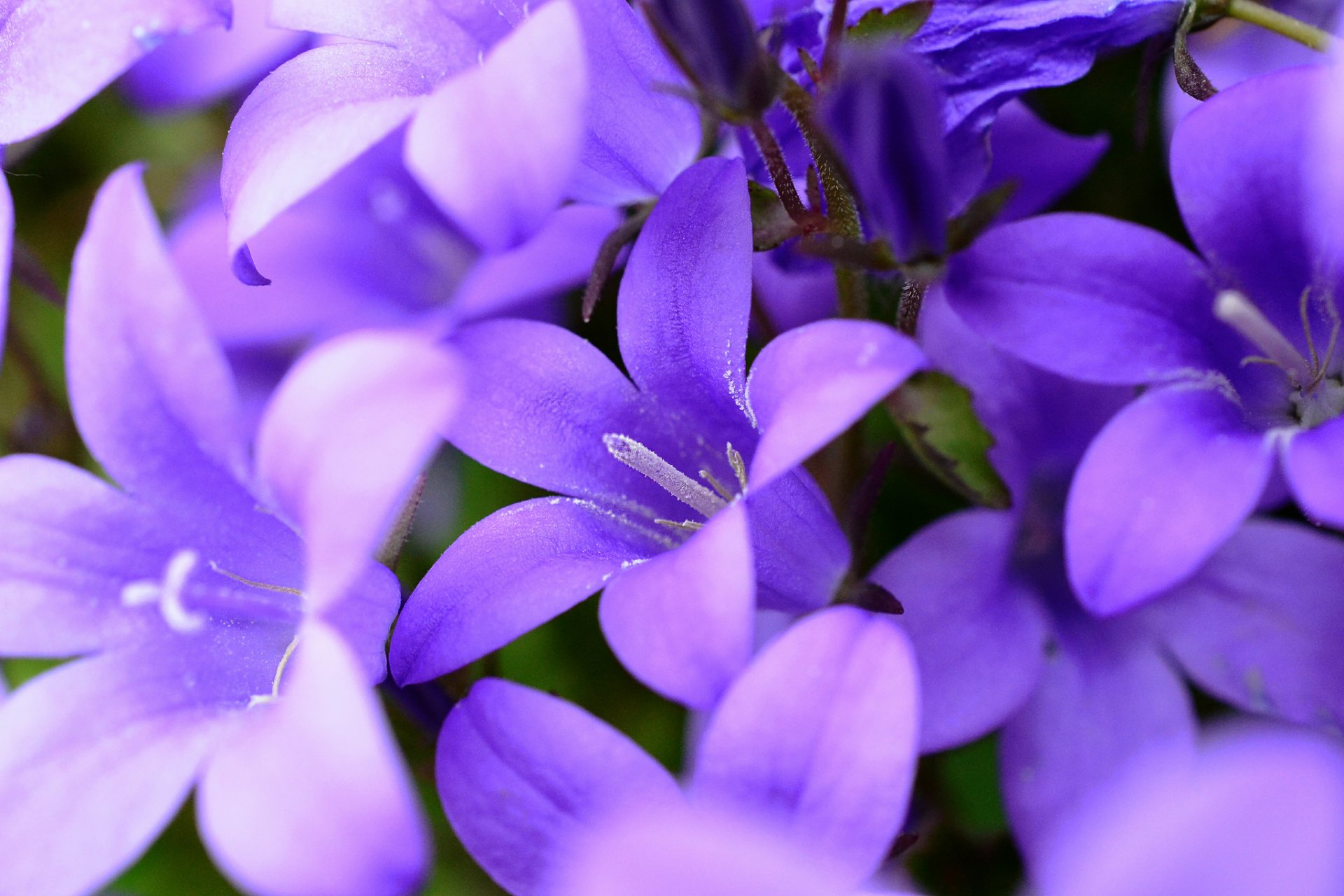 campanas macro pétalos