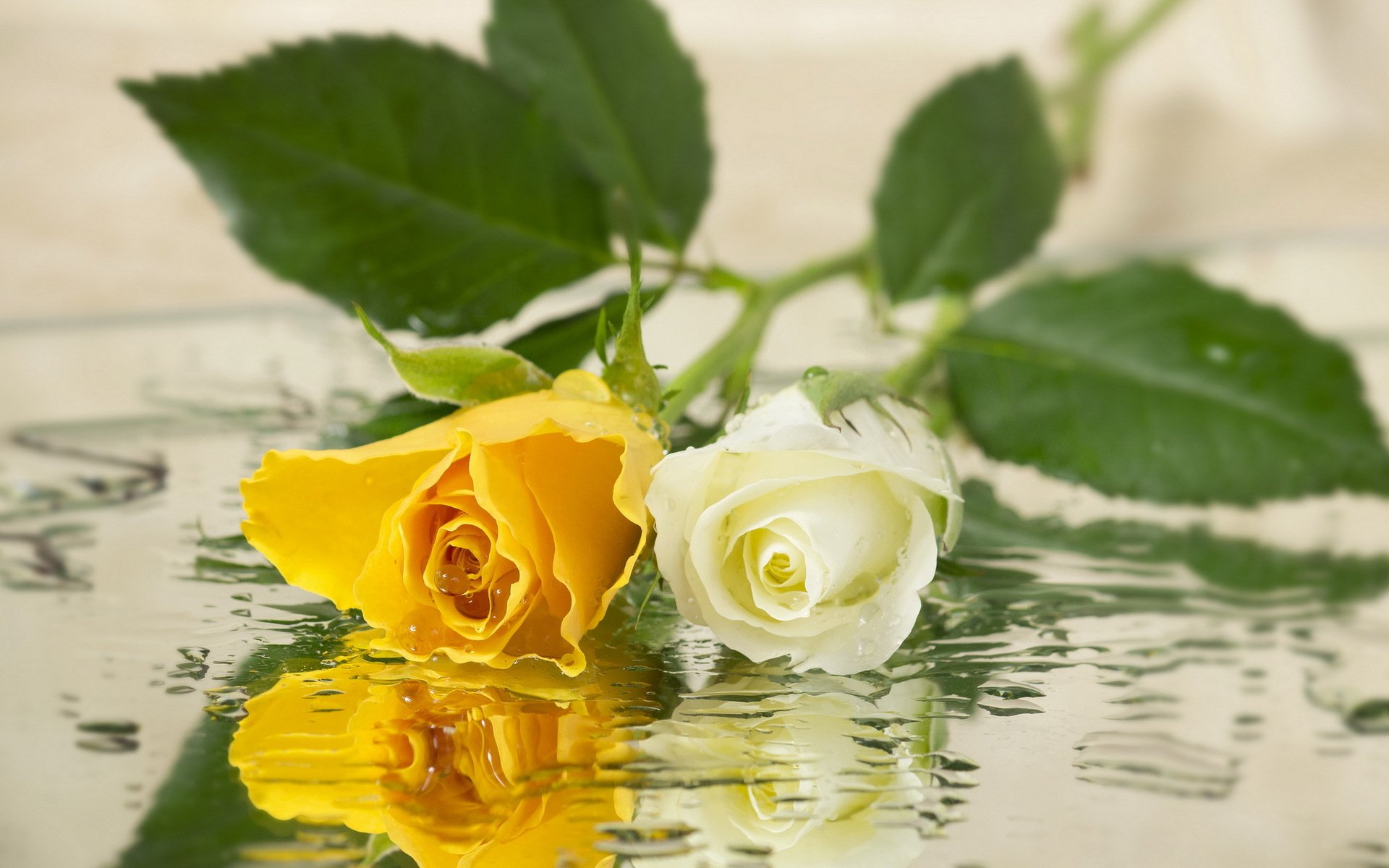 fiori rose sfondo