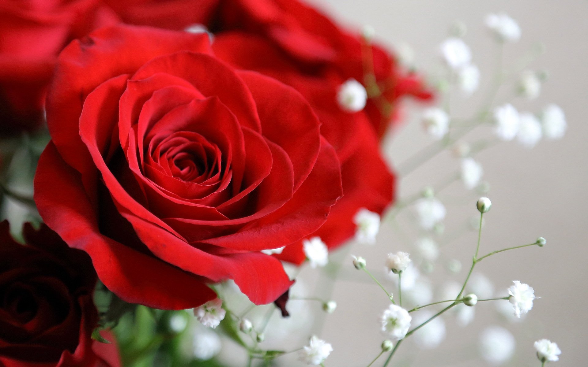 fleurs rose gros plan