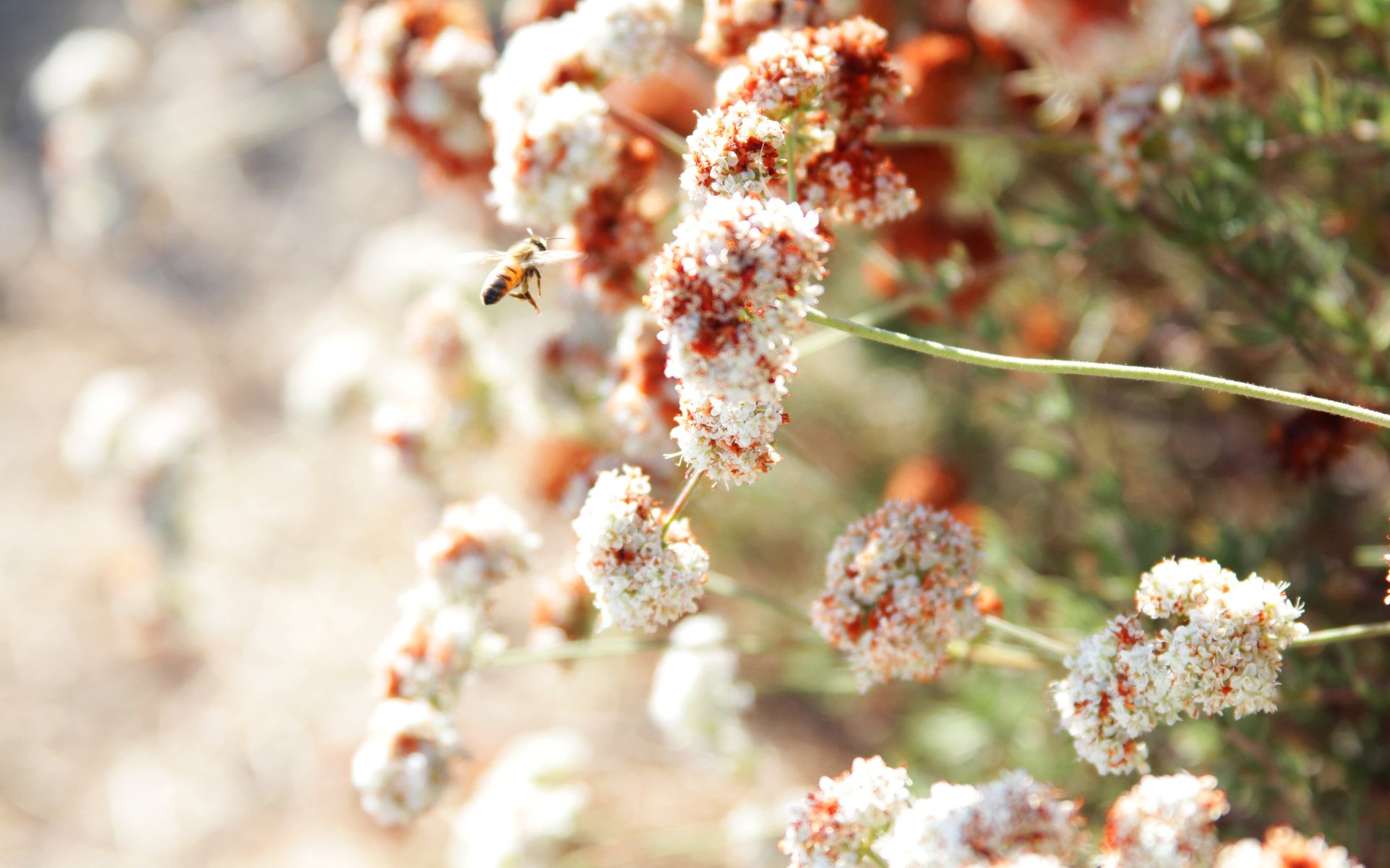 blumen sommer biene sonnig
