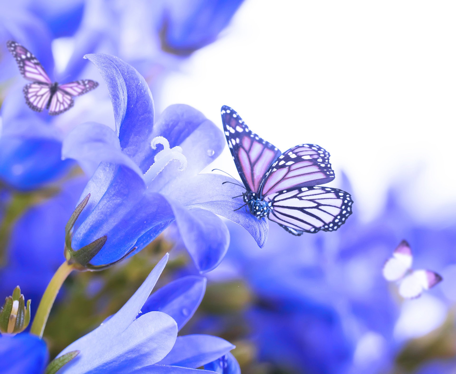 flower bells butterfly flowers butterflie