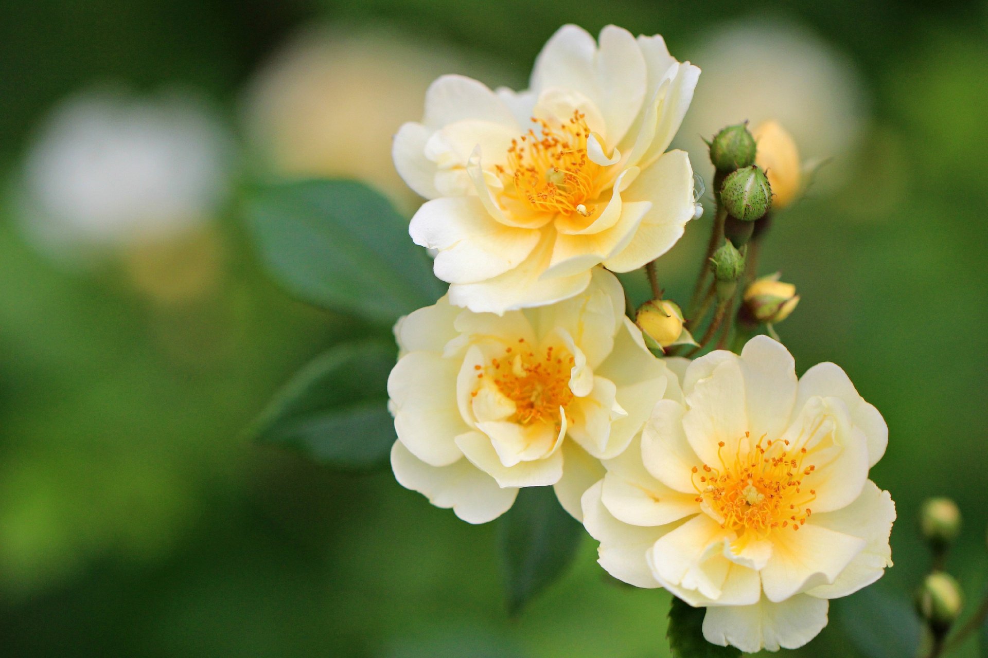 rose macro gemme