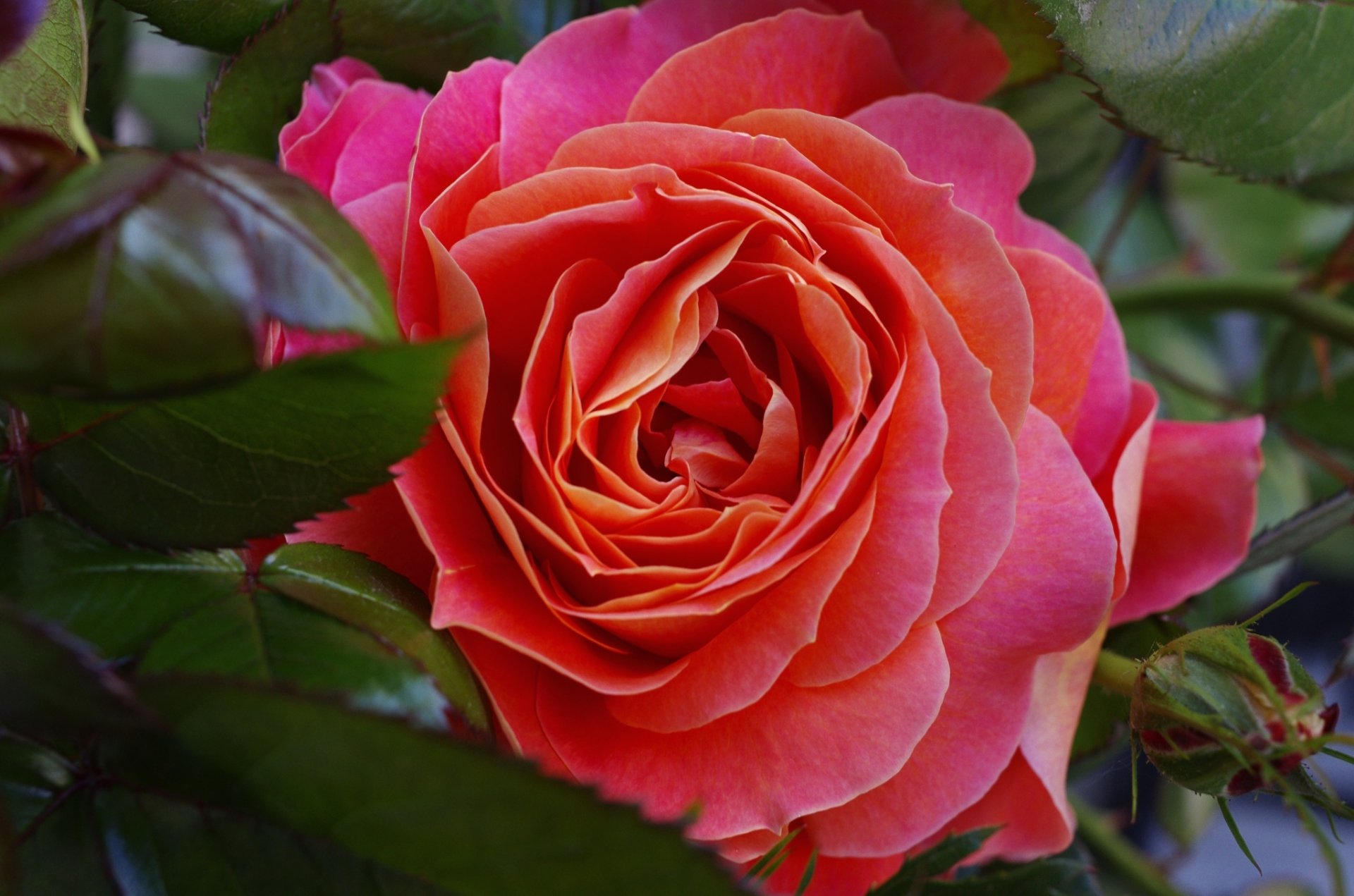 rose makro knospe blätter