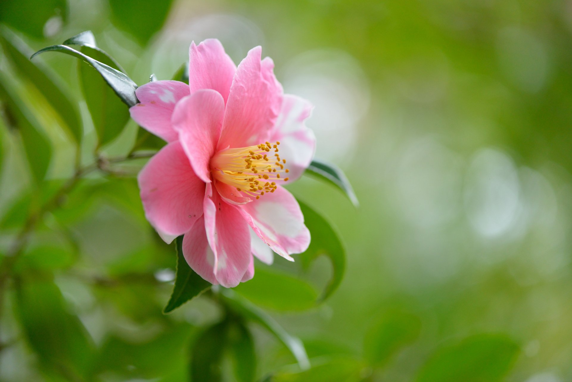 fleur rose verdure gros plan nature