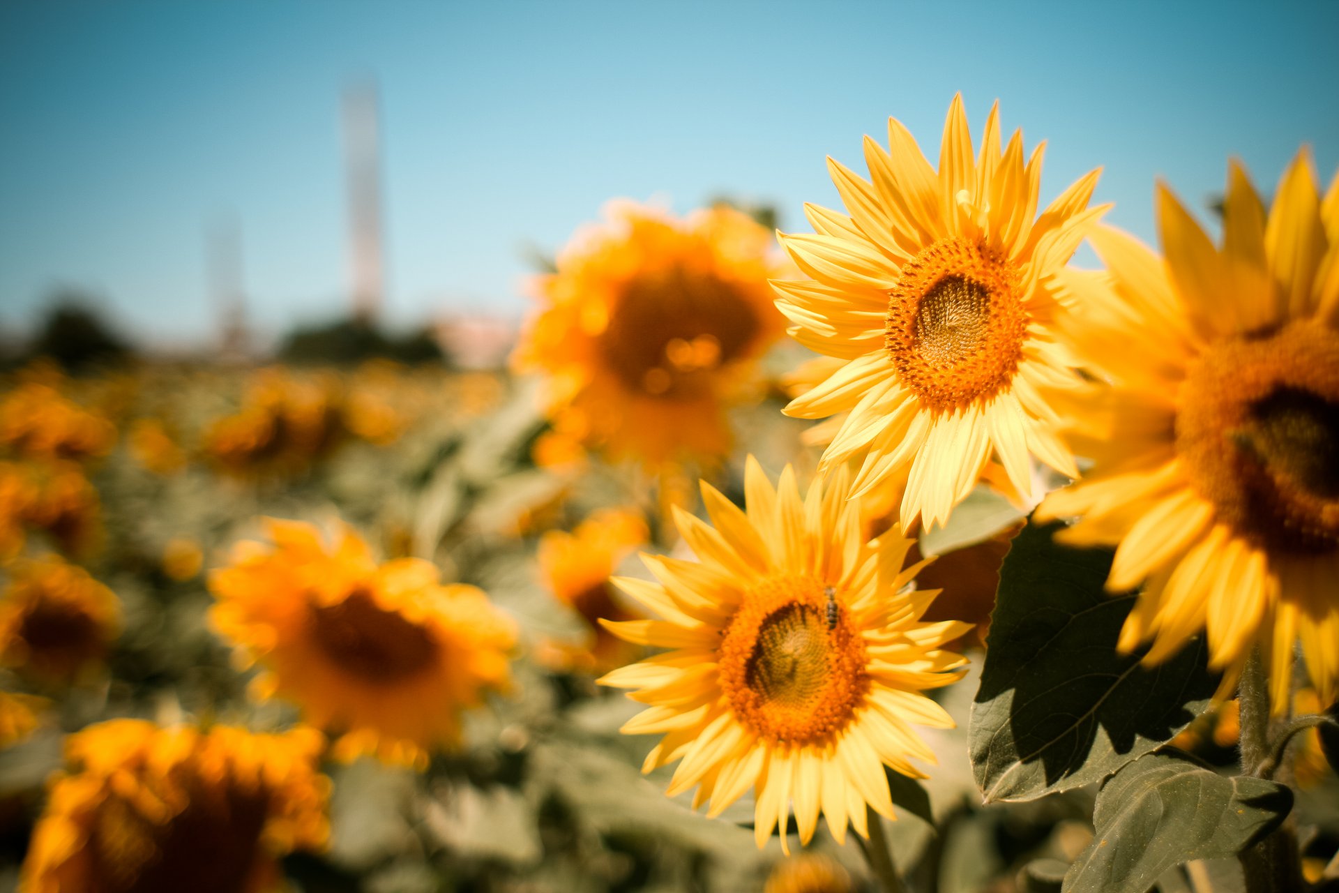 tournesols fleurs champ été nature flou