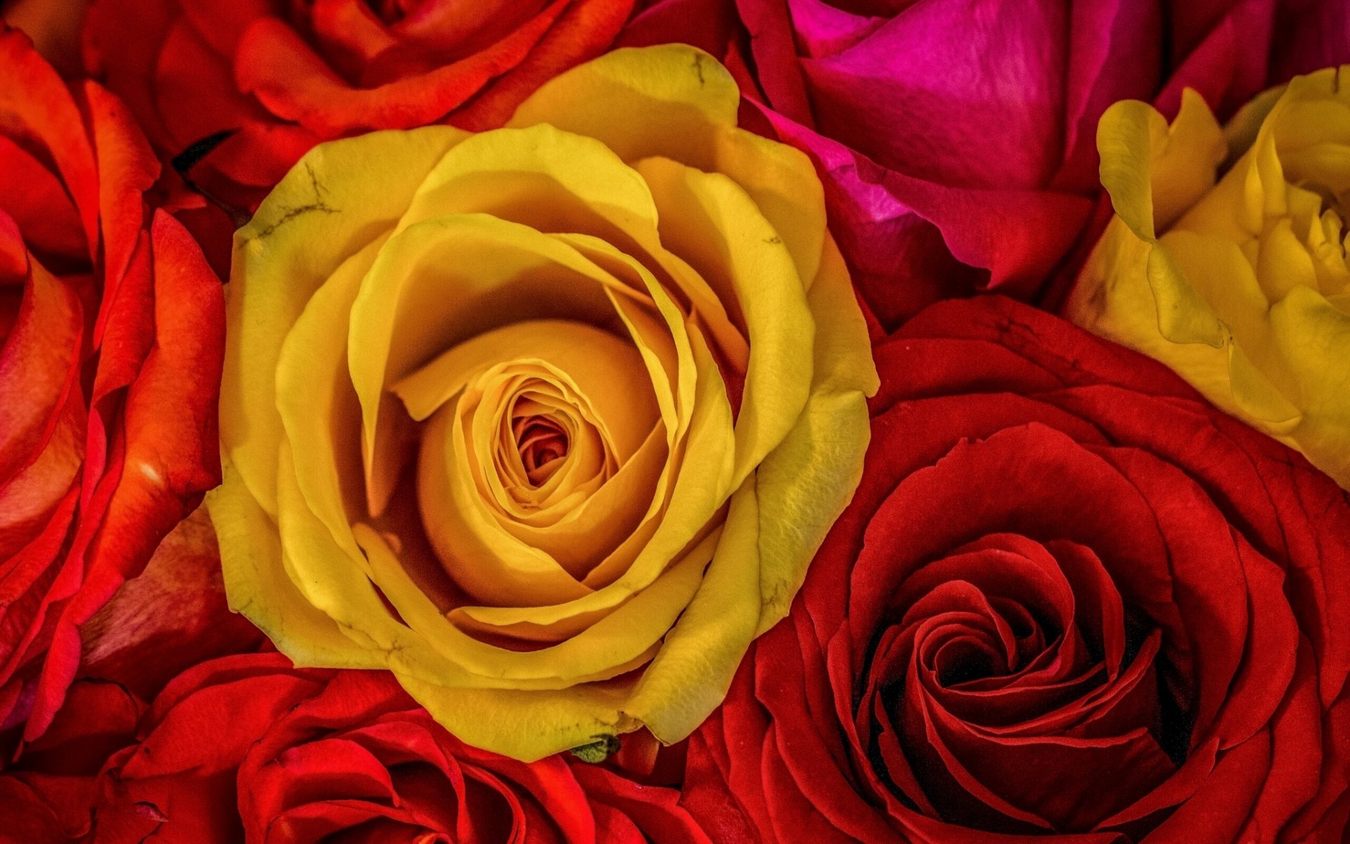 rose boccioli macro