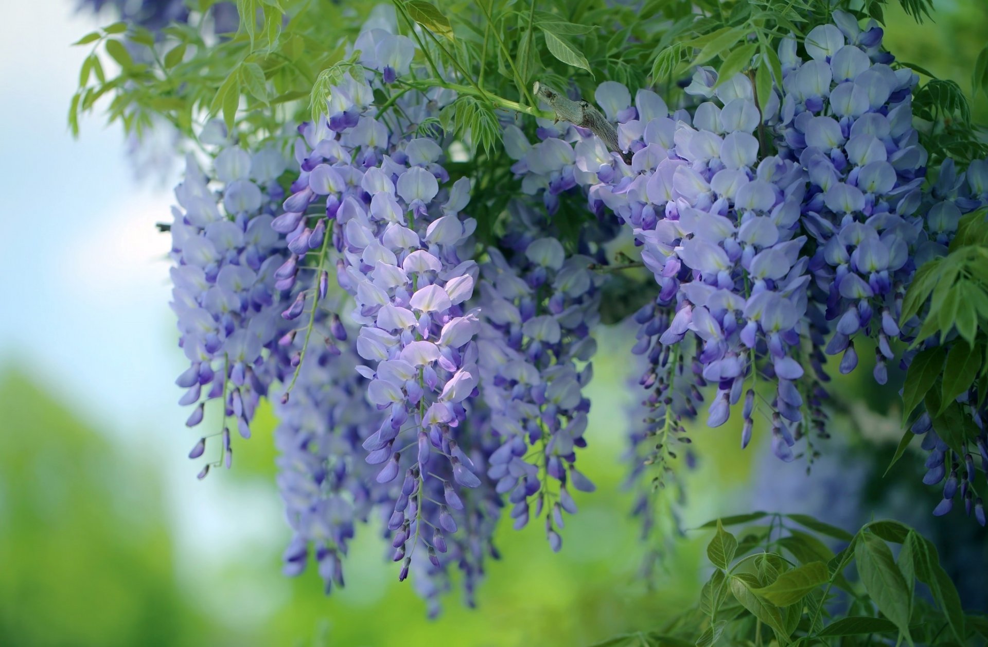 flores wisteria wisteria