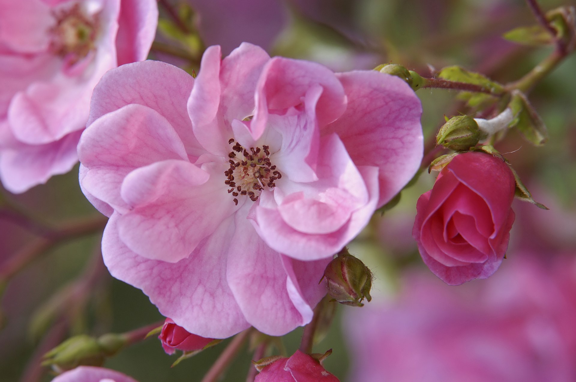 zweig blumen hagebutten rosa knospen