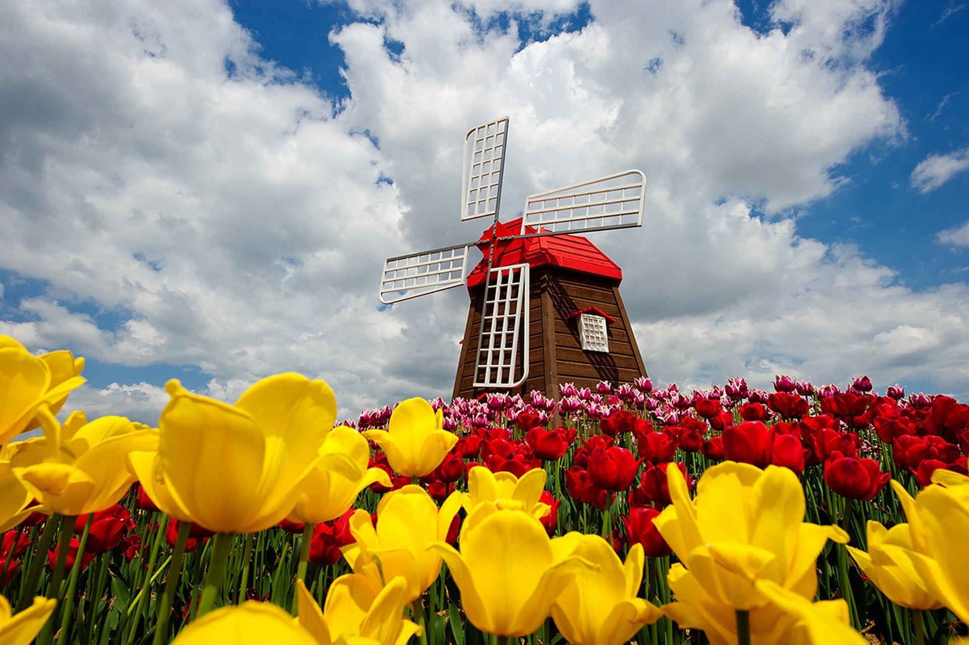 naturaleza molino de viento cielo nubes primavera flores tulipanes primavera molino
