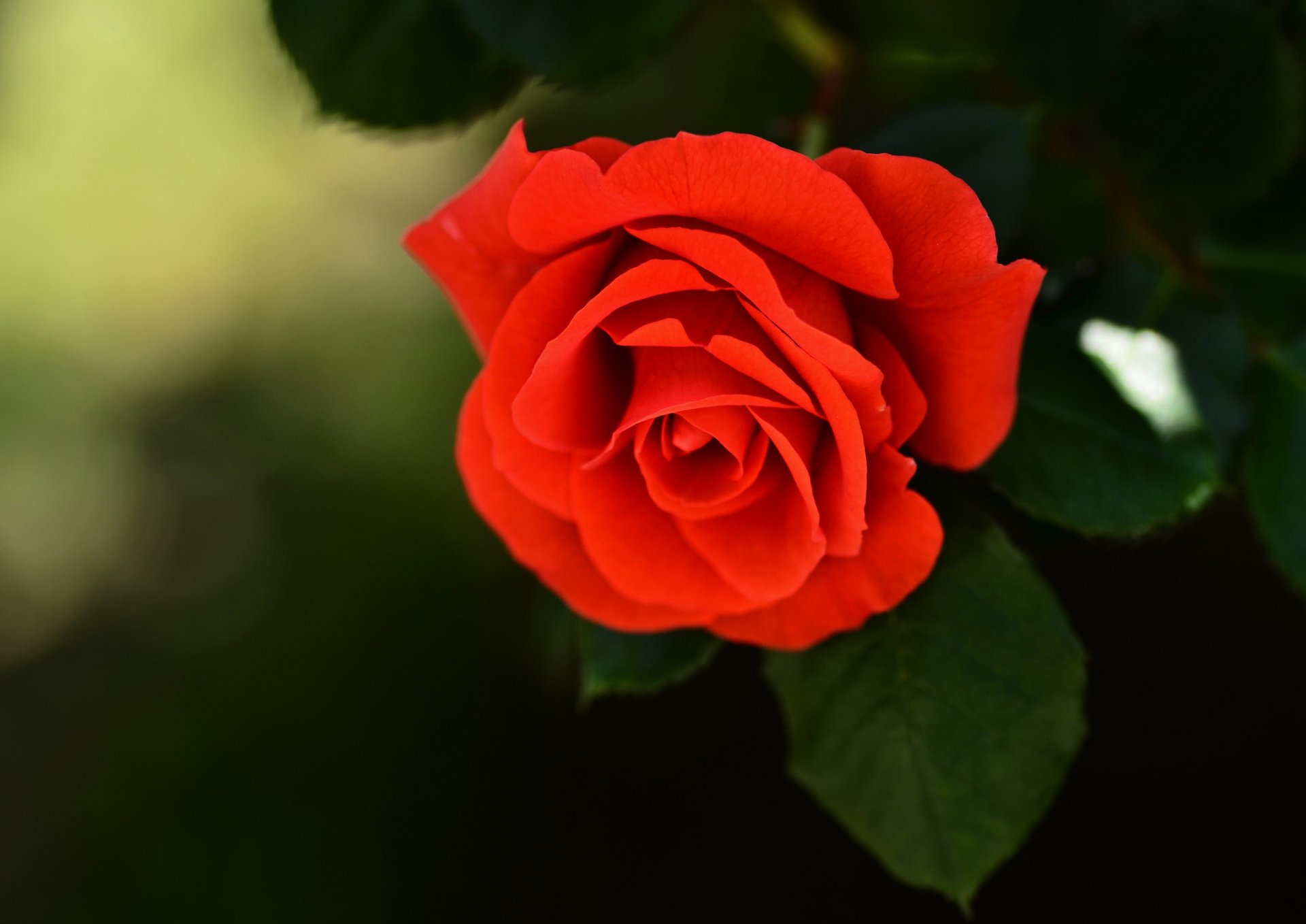 fleur rose bourgeon rouge vif