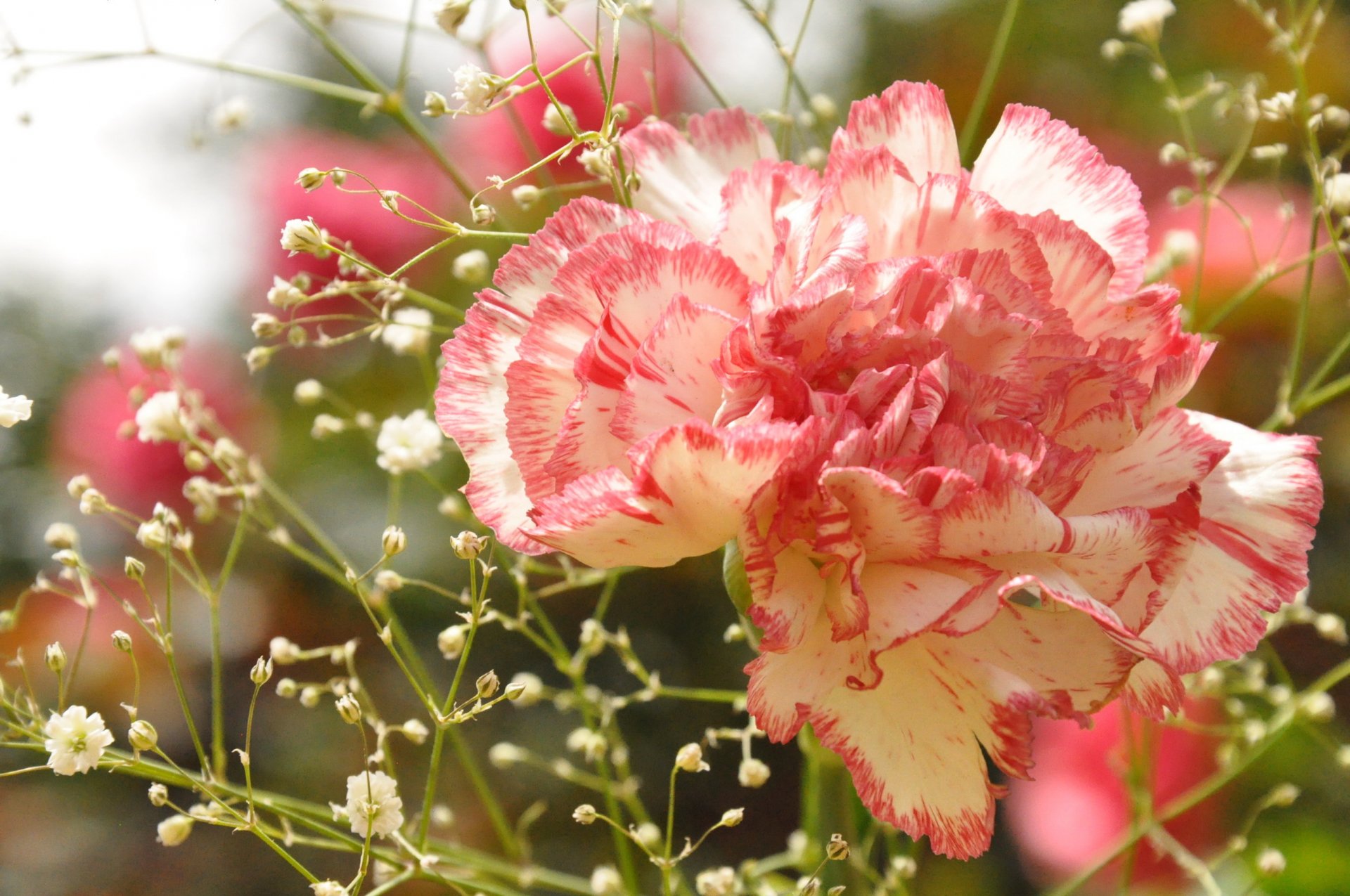 oeillets macro gros plan fleurs photo