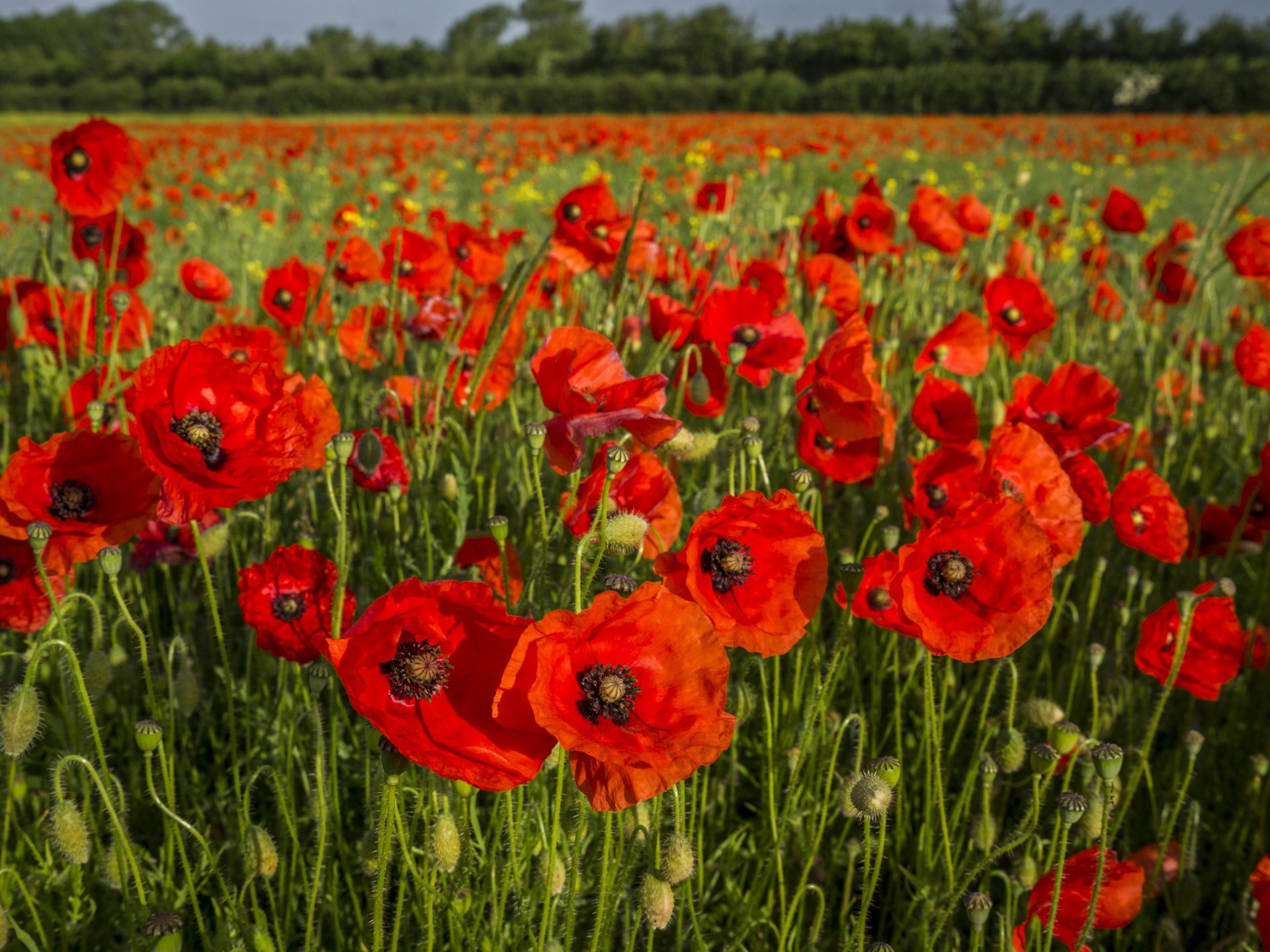 mohn feld knospen