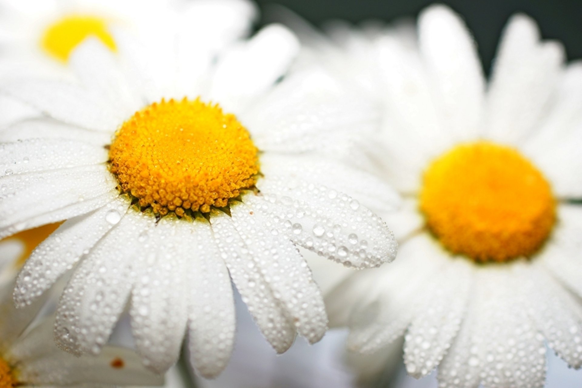 blumen gänseblümchen stimmung