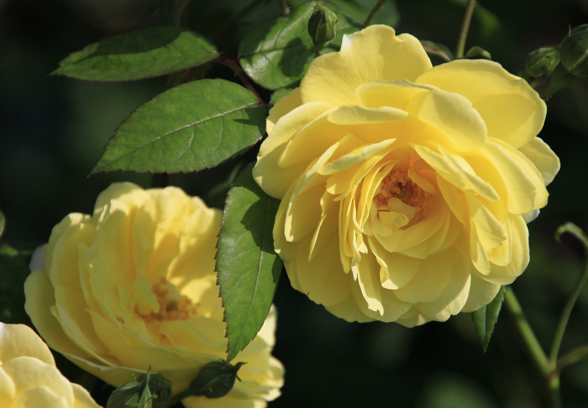 rose petali foglie