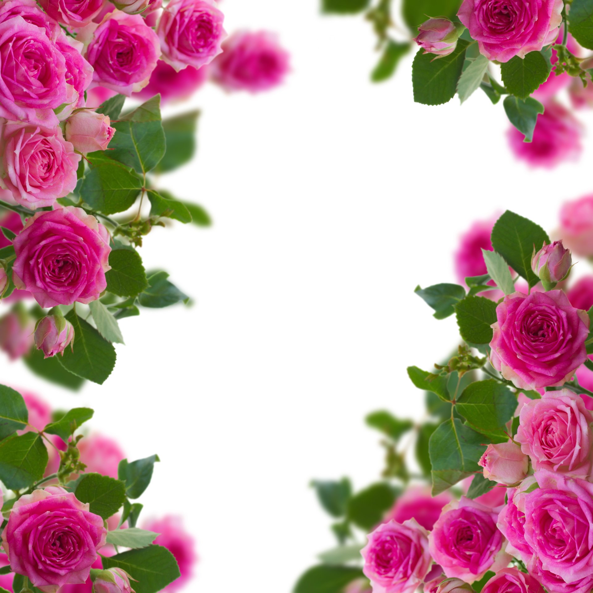 boccioli rose fiori fioritura boccioli fioritura