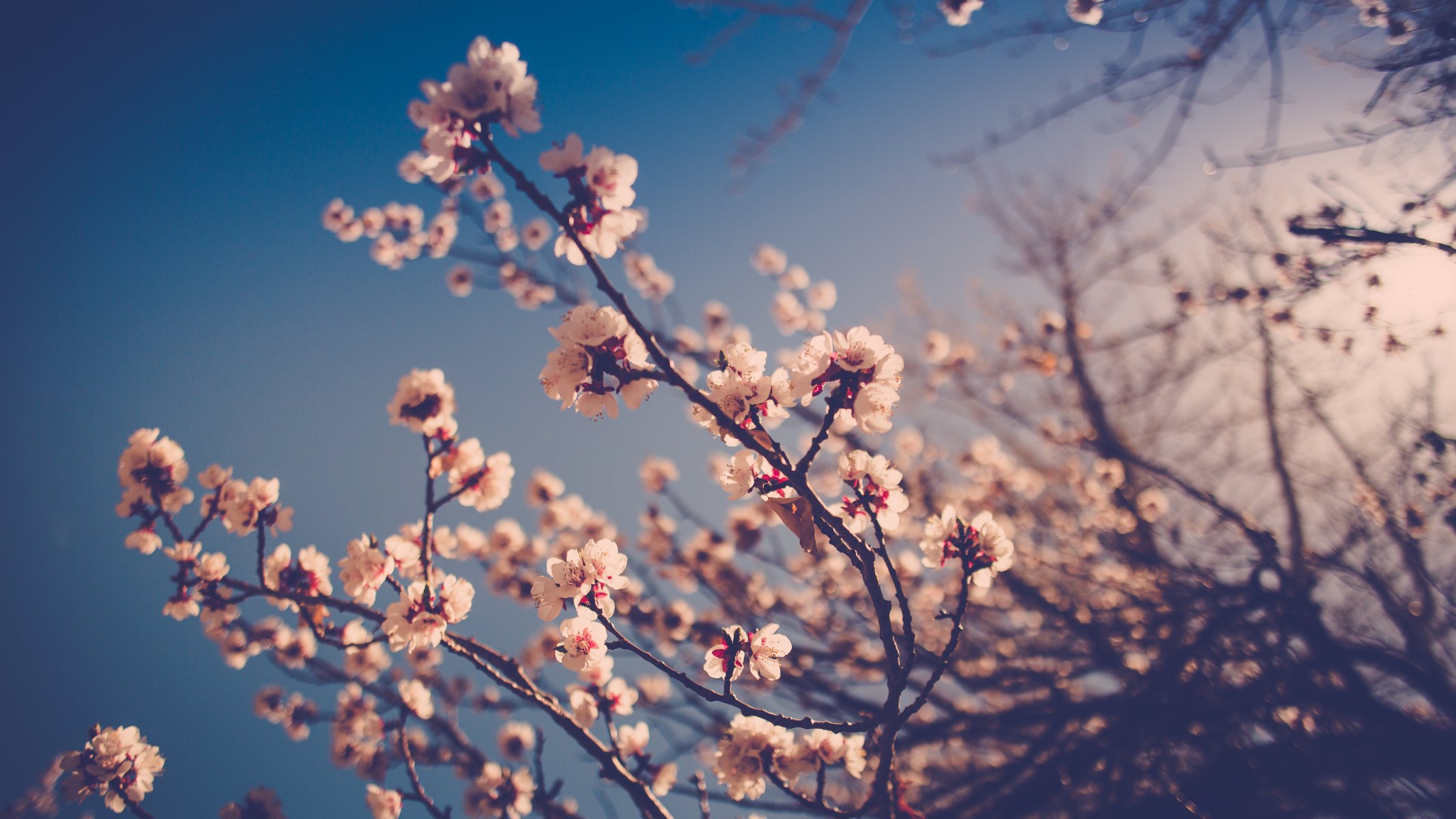 flower branches stems buds bokeh