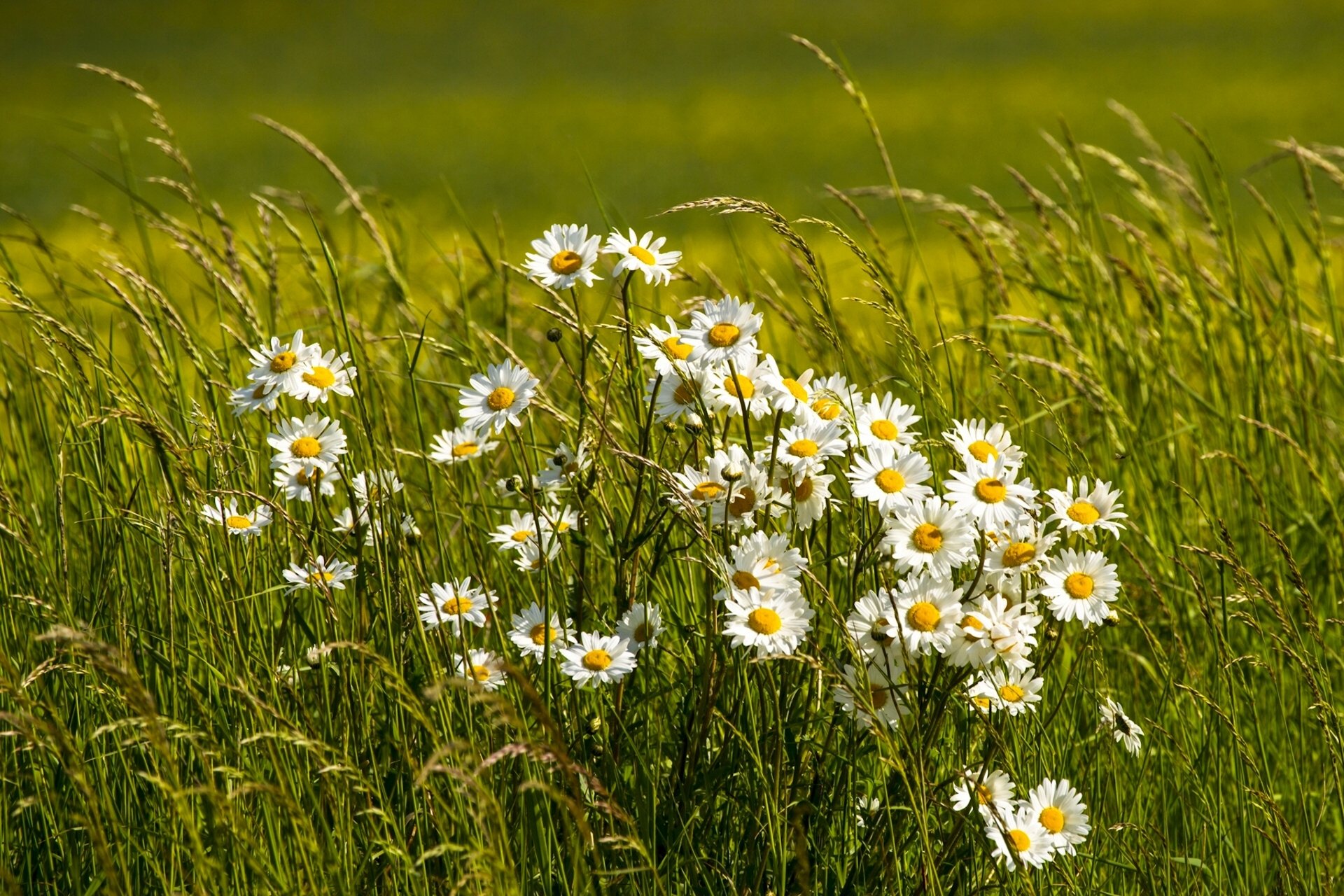 gänseblümchen gras wiese