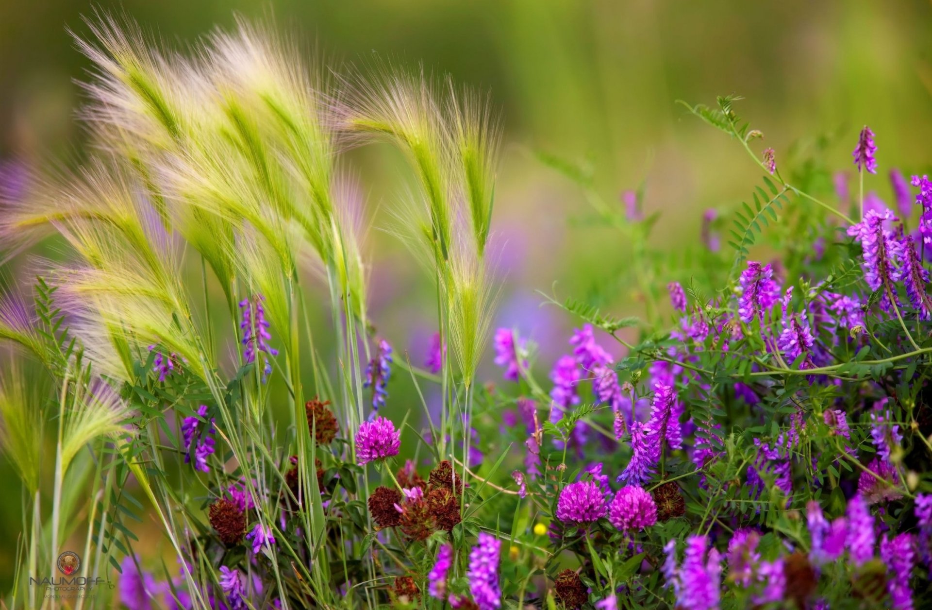 grass flower meadow
