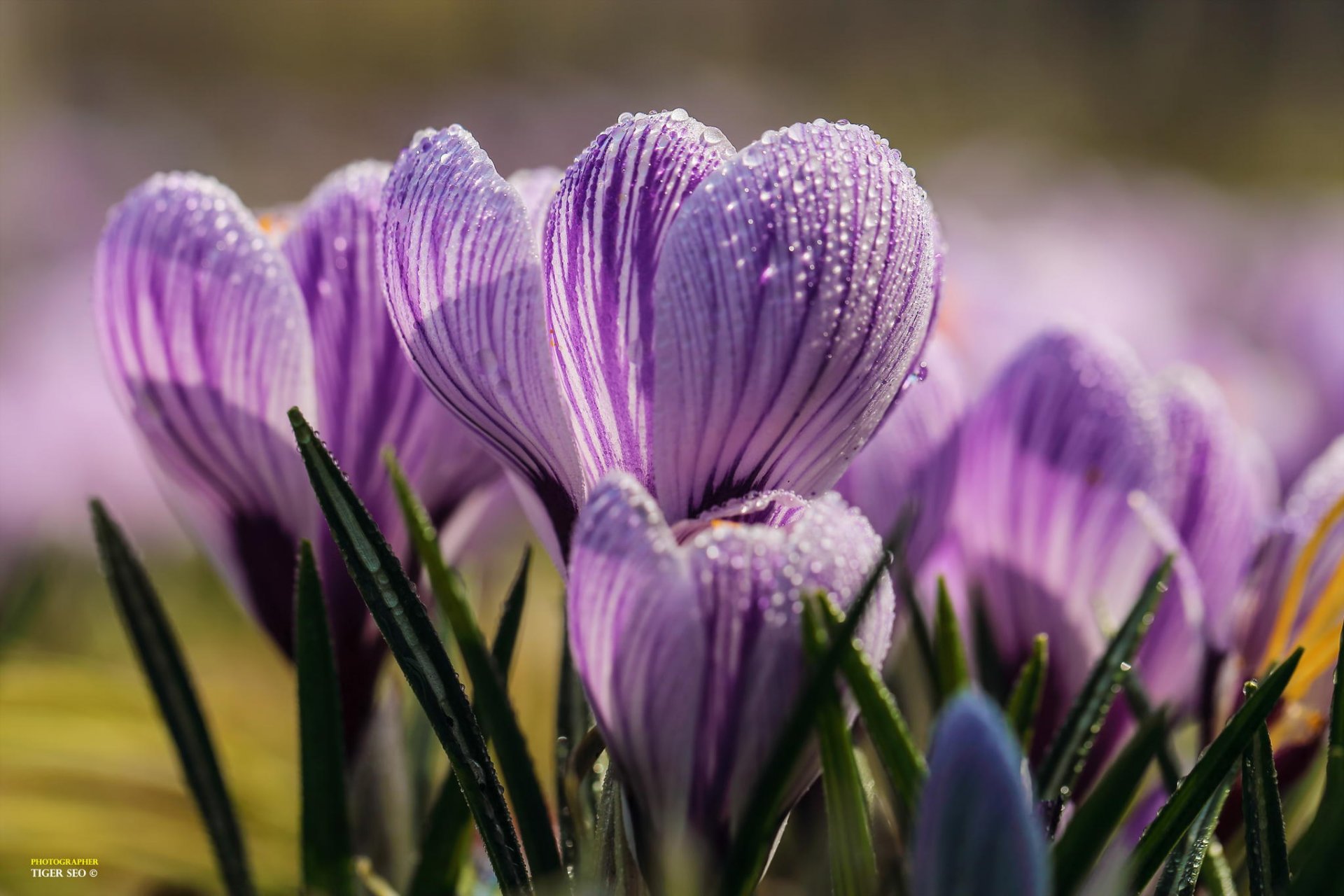 crocus printemps gros plan fleurs rosée gouttes