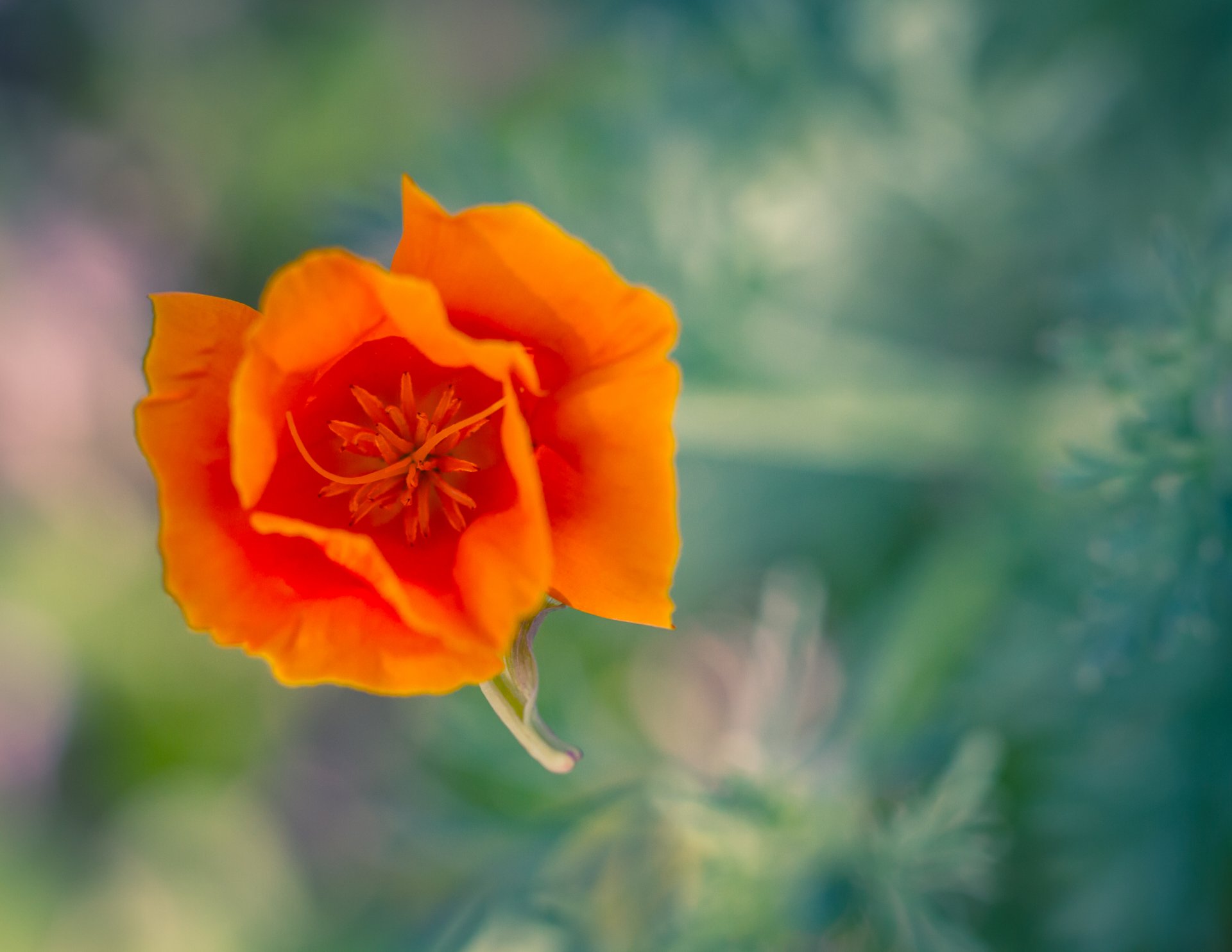 makro blume orange kalifornischer mohn eschstolz
