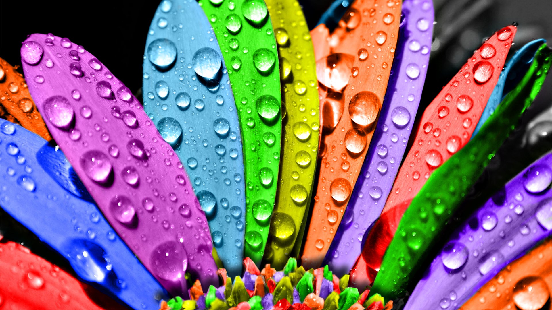 flor flor-semitsvetik rocío multicolor