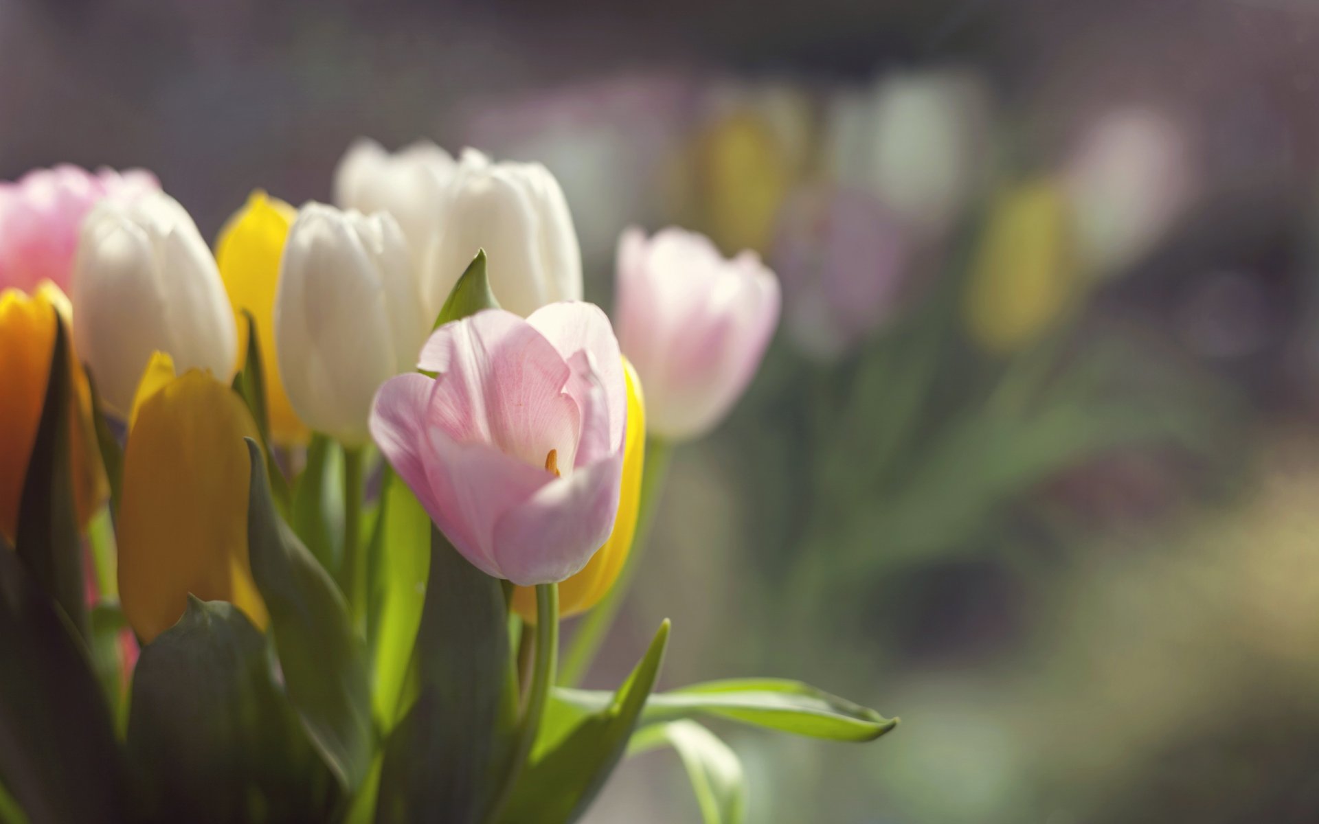 blumen tulpen frühling