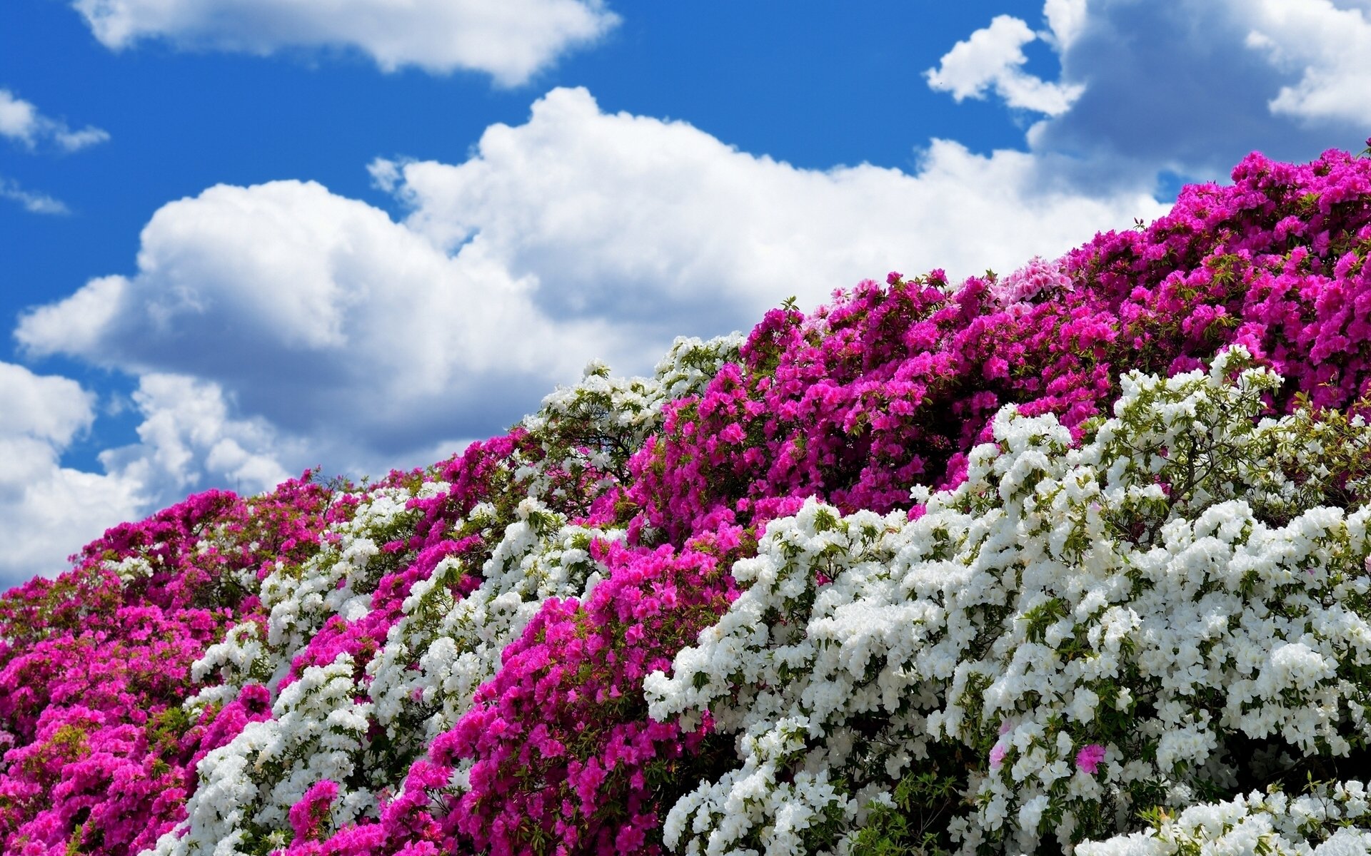 azalea bush sky cloud
