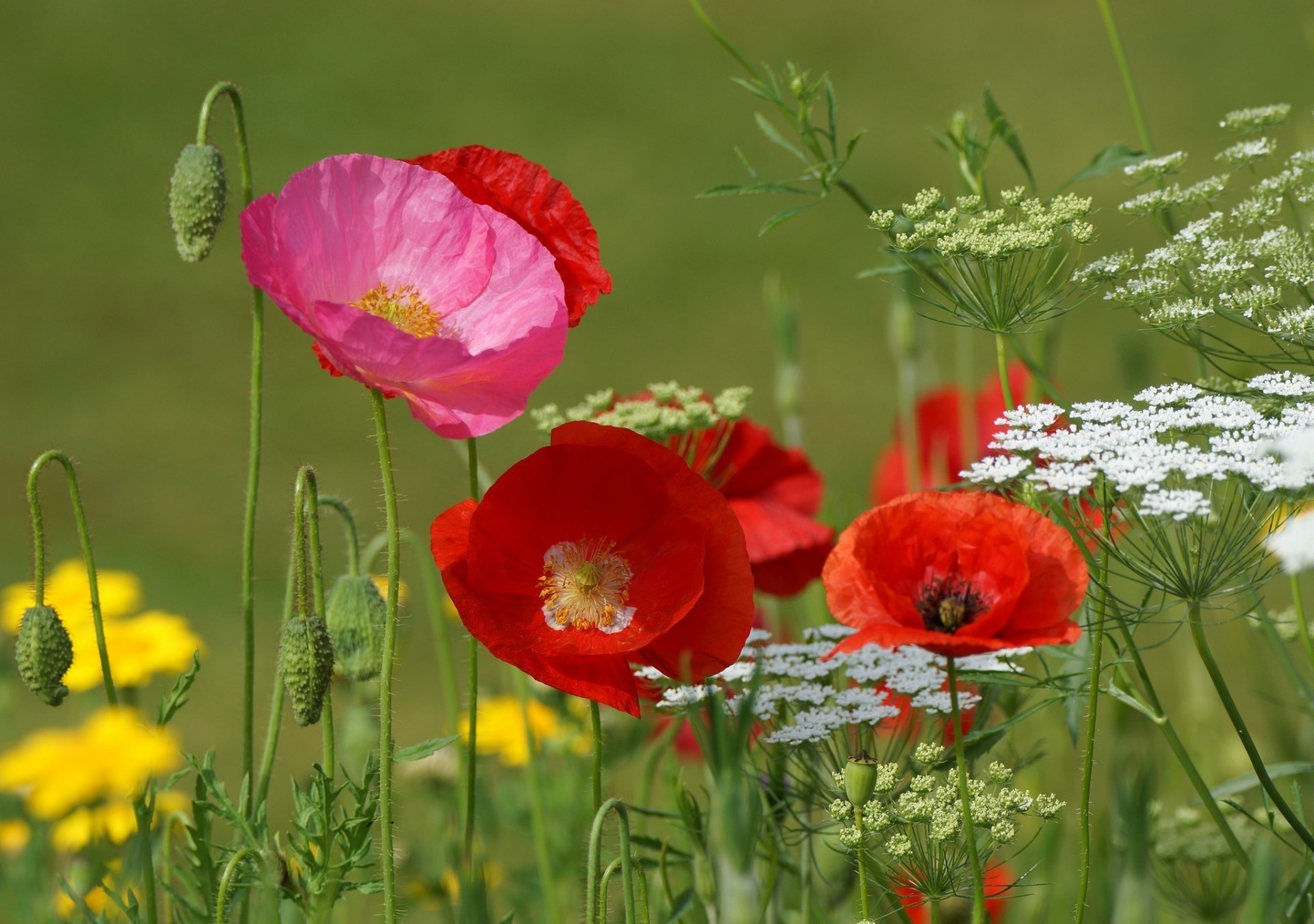 mohnblumen rot rosa wiese sommer makro