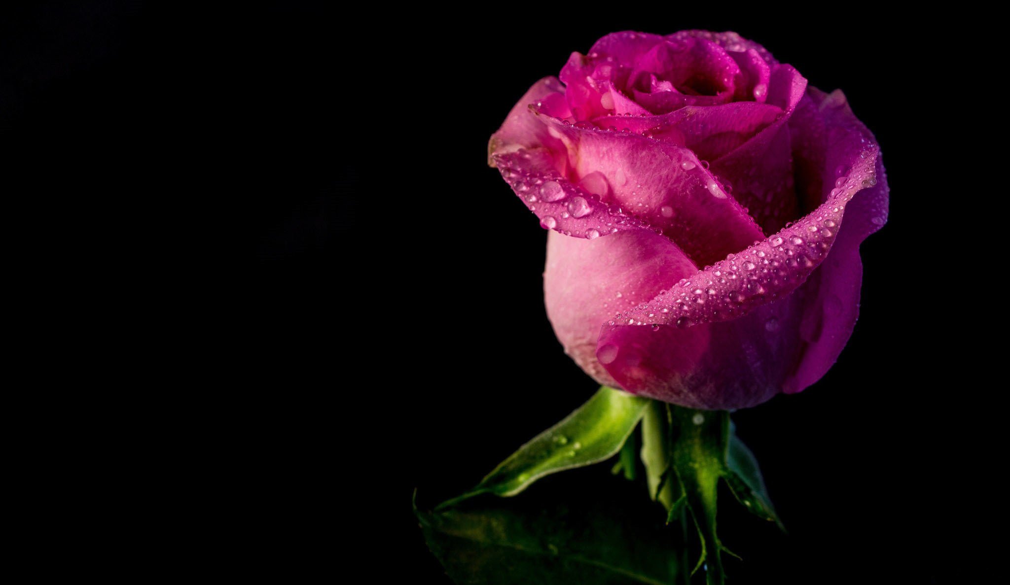 rose knospe blütenblätter tropfen wasser