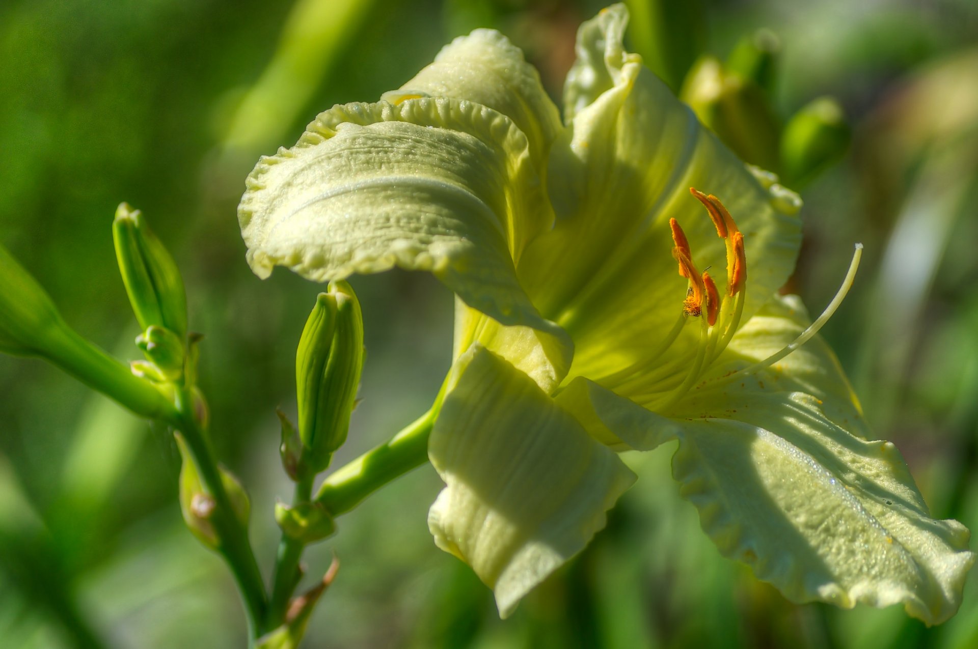 lys pétales étamines bourgeons gros plan