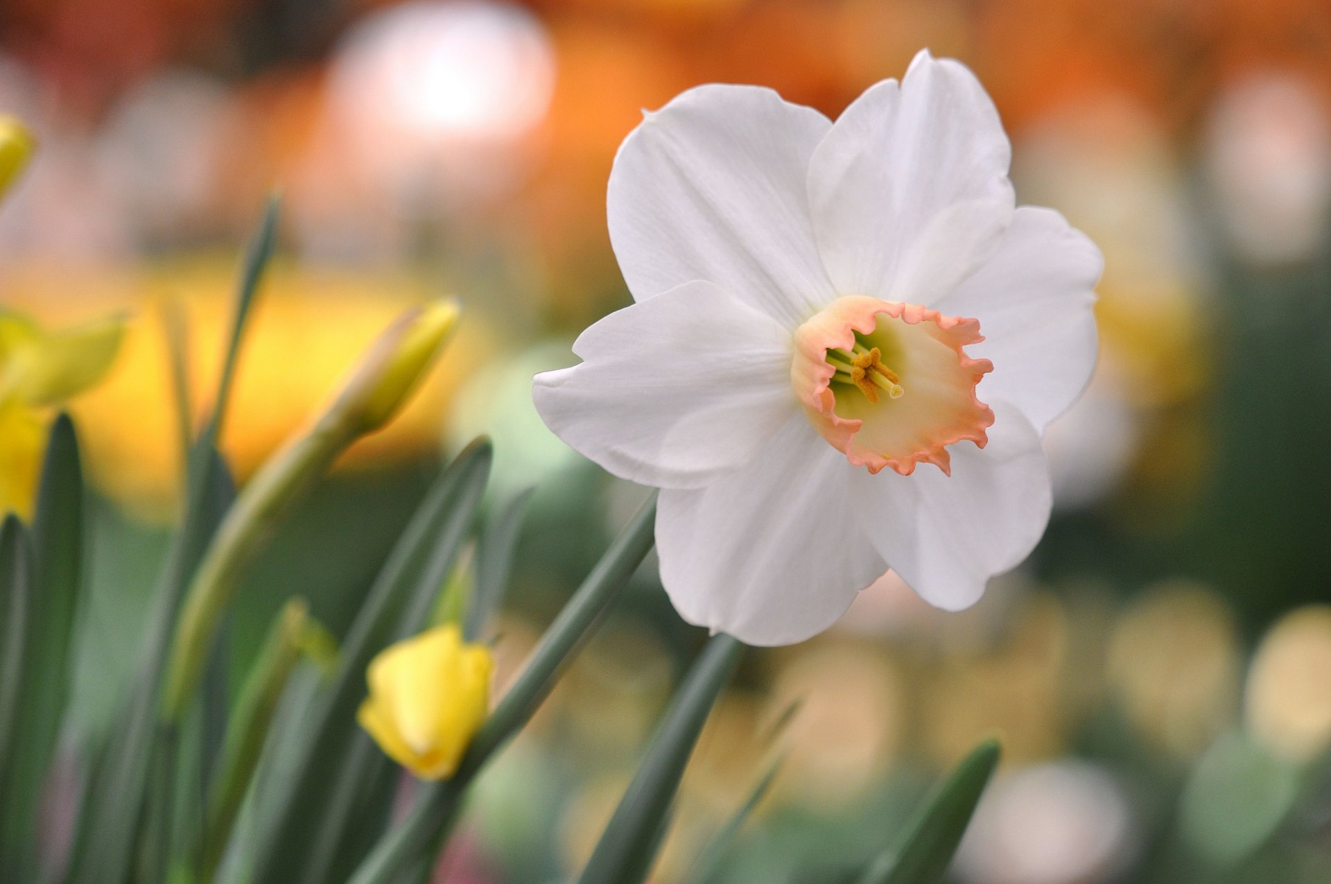 flor blanco narciso reflejos fondo