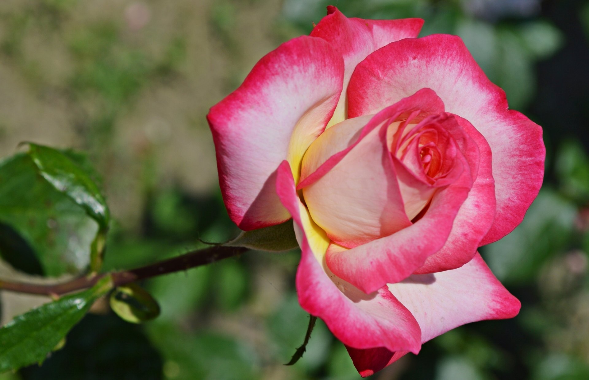 rose bourgeon gros plan