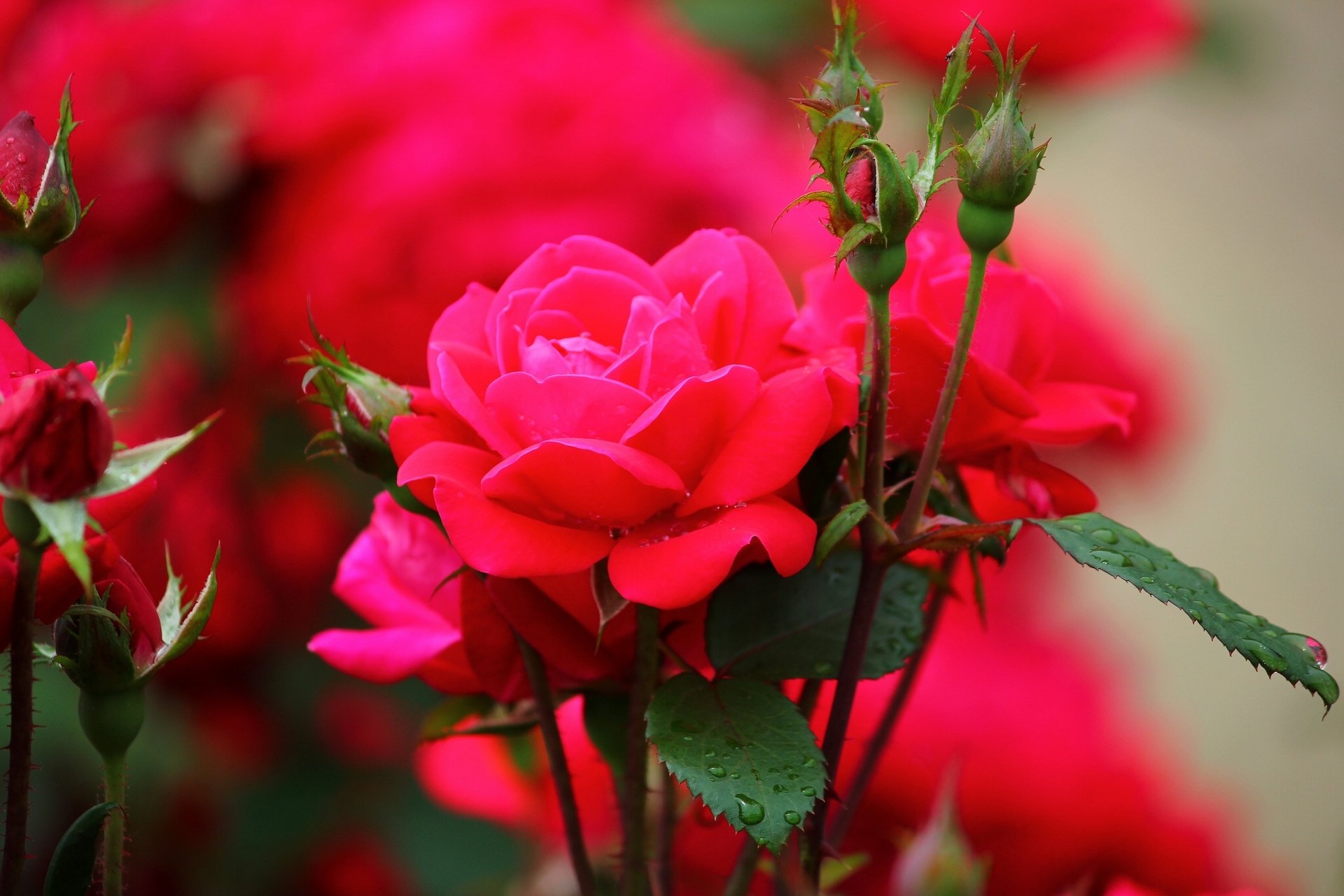 rosas capullos gotas