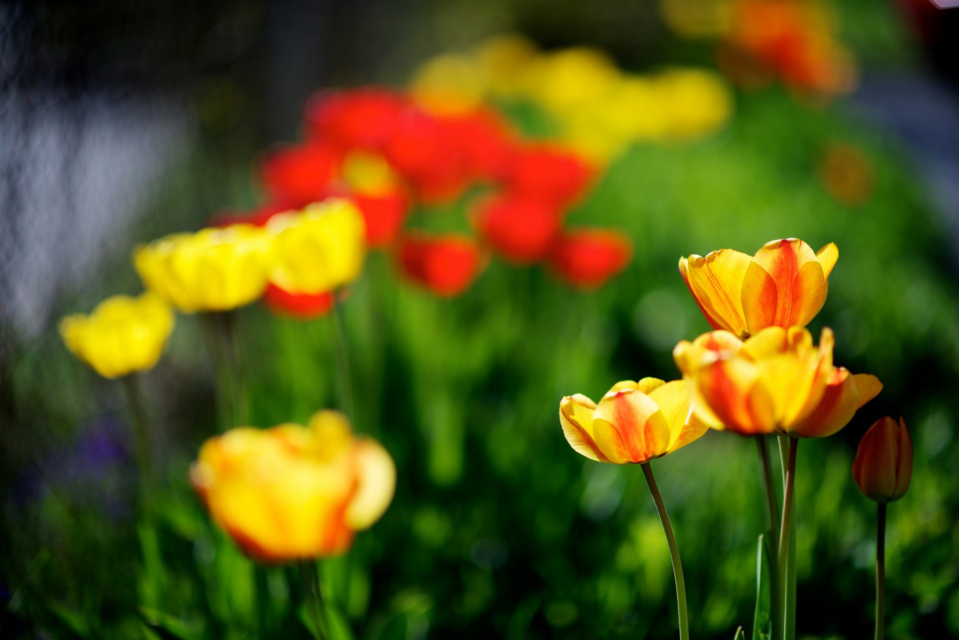 tulipani giallo rosso primavera natura