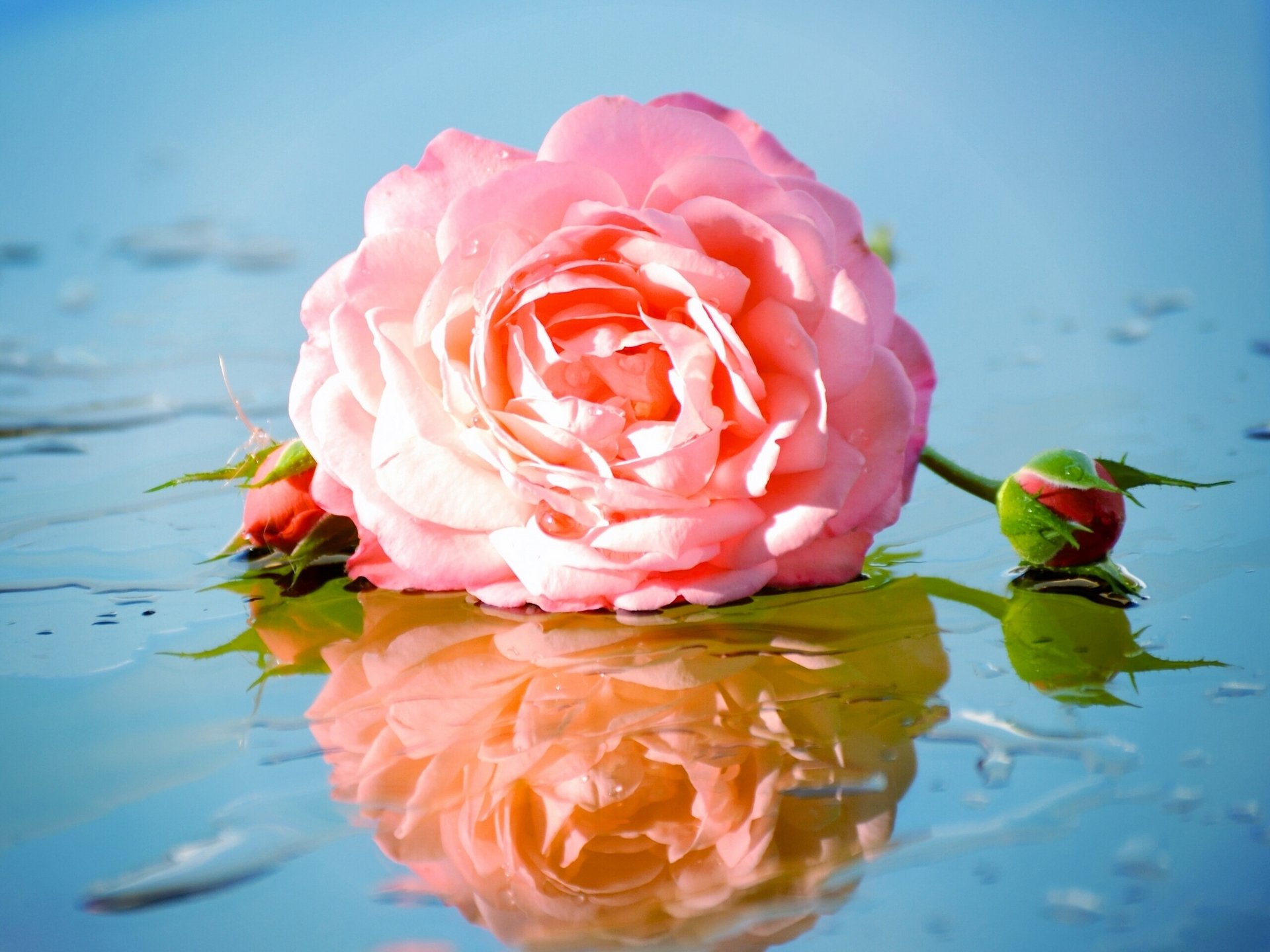 rosa brotes reflexión