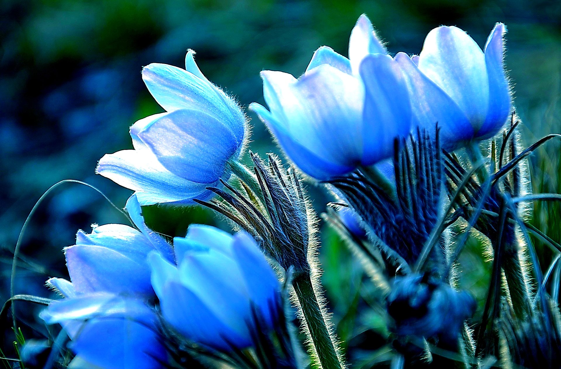 pétalos hojas macro naturaleza primavera
