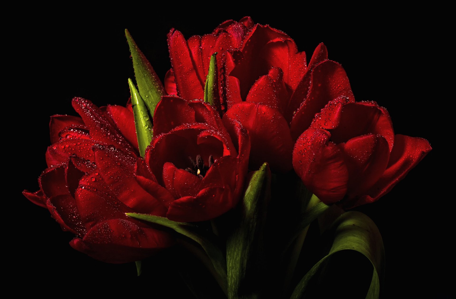 tulipani rosso gocce acqua