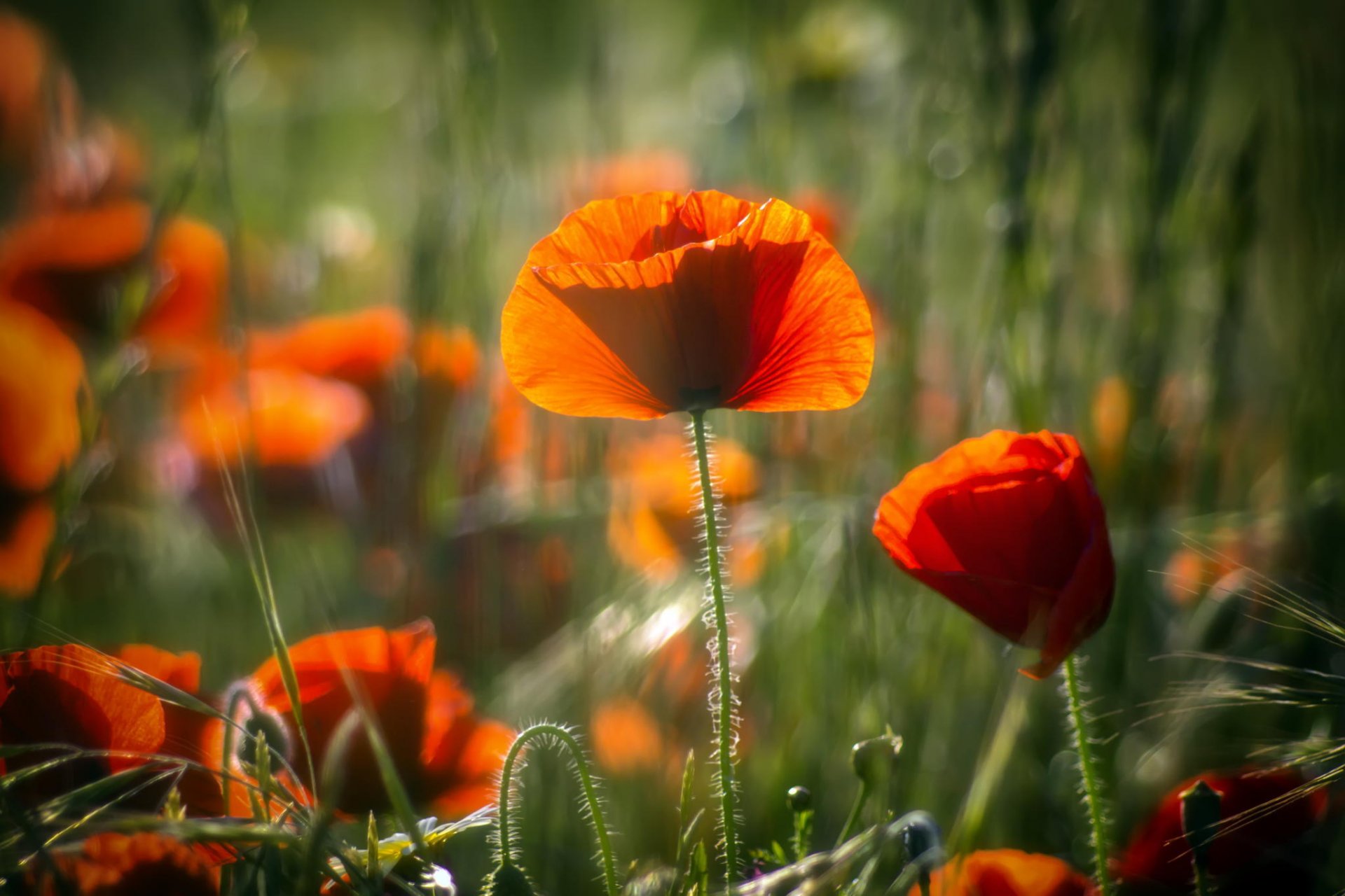 fleurs rouge coquelicots été champ