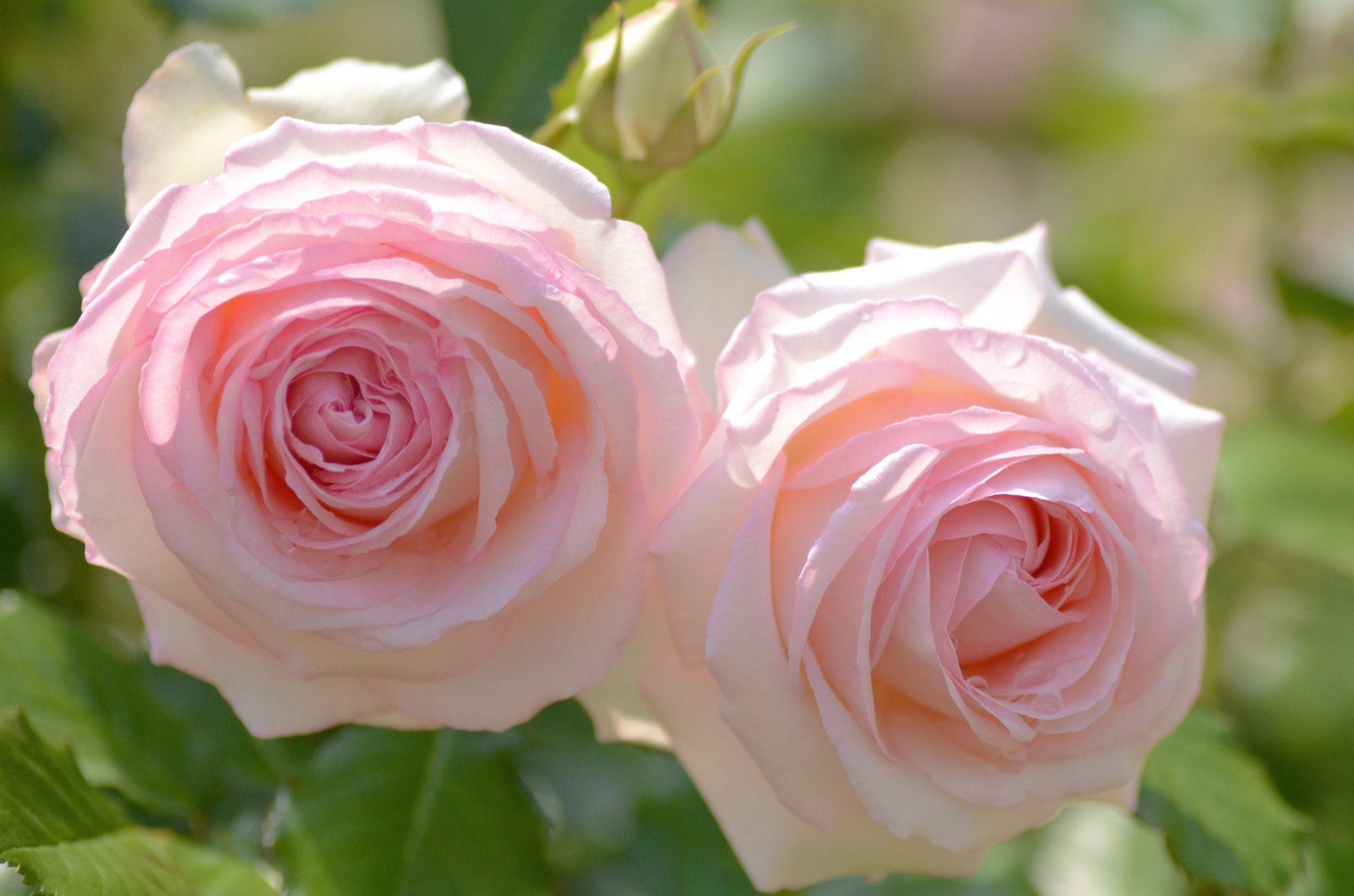 roses duo gros plan