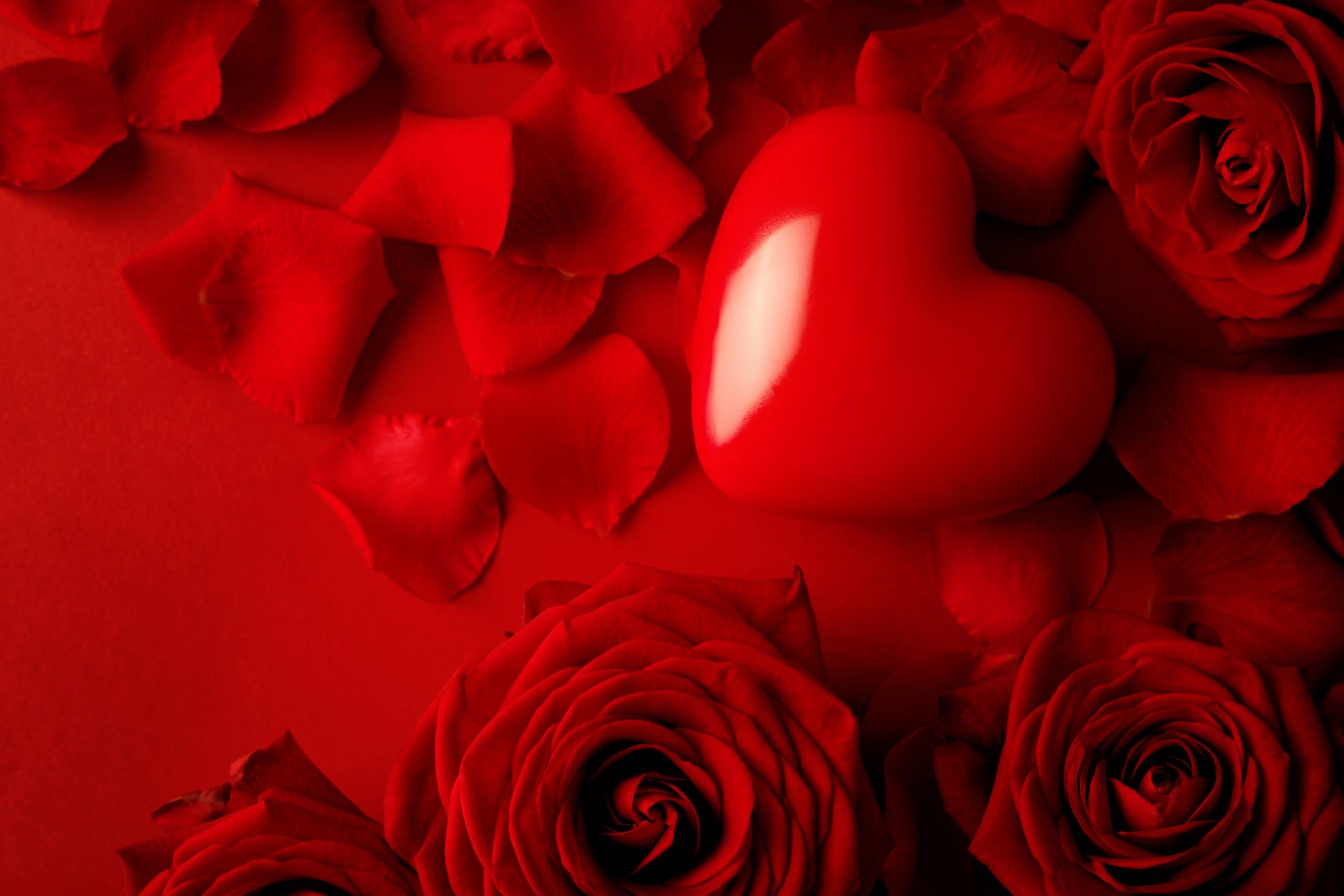 flores rosas amor pétalos