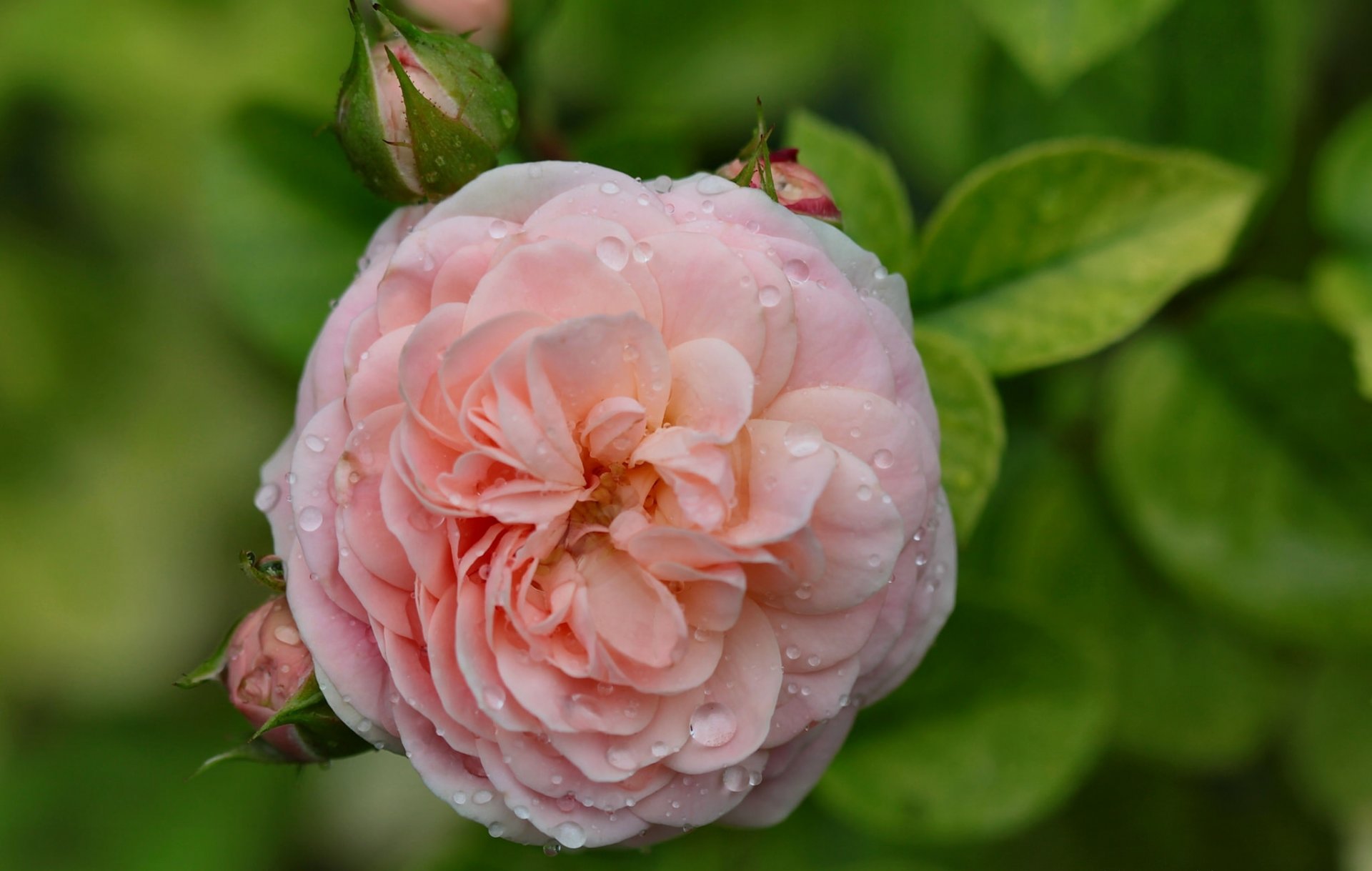 rose buds drops close up