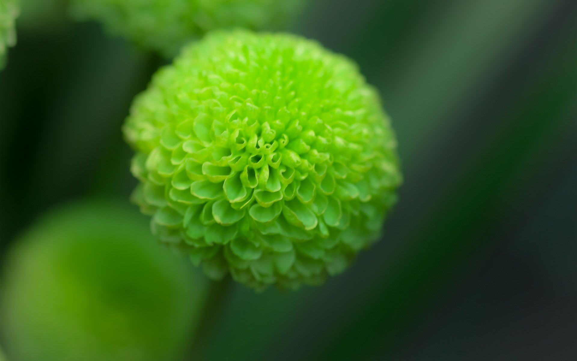 fleur dahlia vert mise au point
