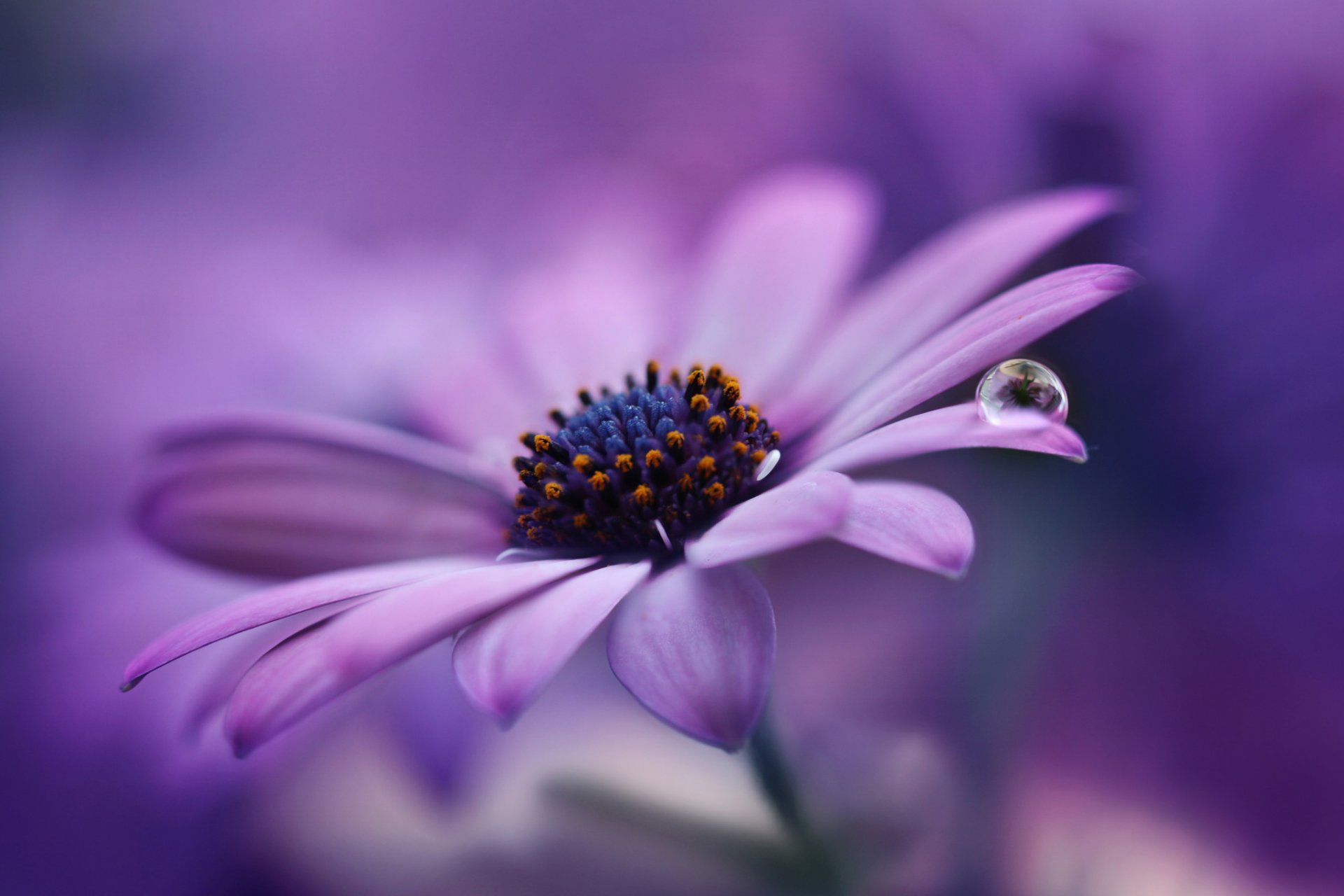daisy lilac flower petals droplet macro purple background