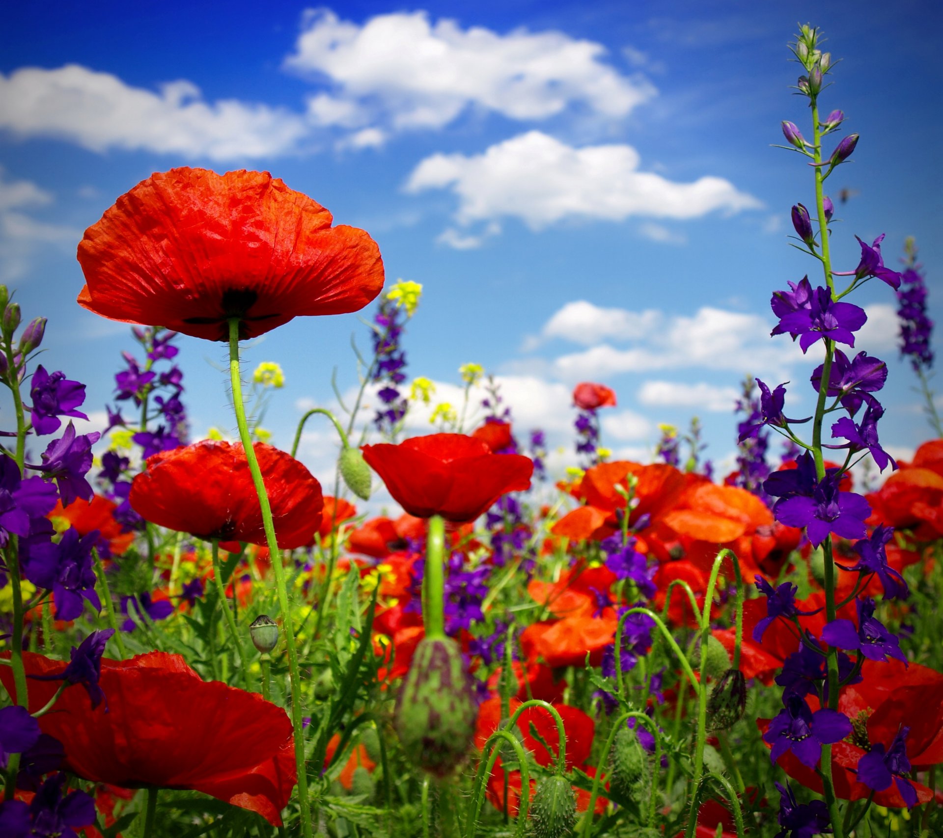 amapola campo flores silvestres campo de amapola amapolas flores verano floración